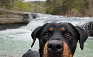 Lydia Y.'s photo of camping with pets at Haw Creek Falls Camping near Deer, AR