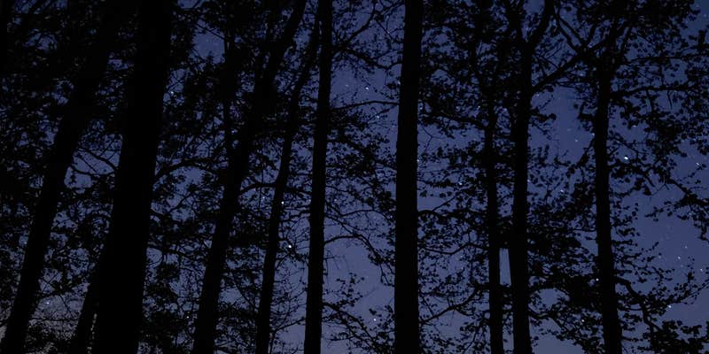 Camper submitted image from Irons Fork Primitive Camping