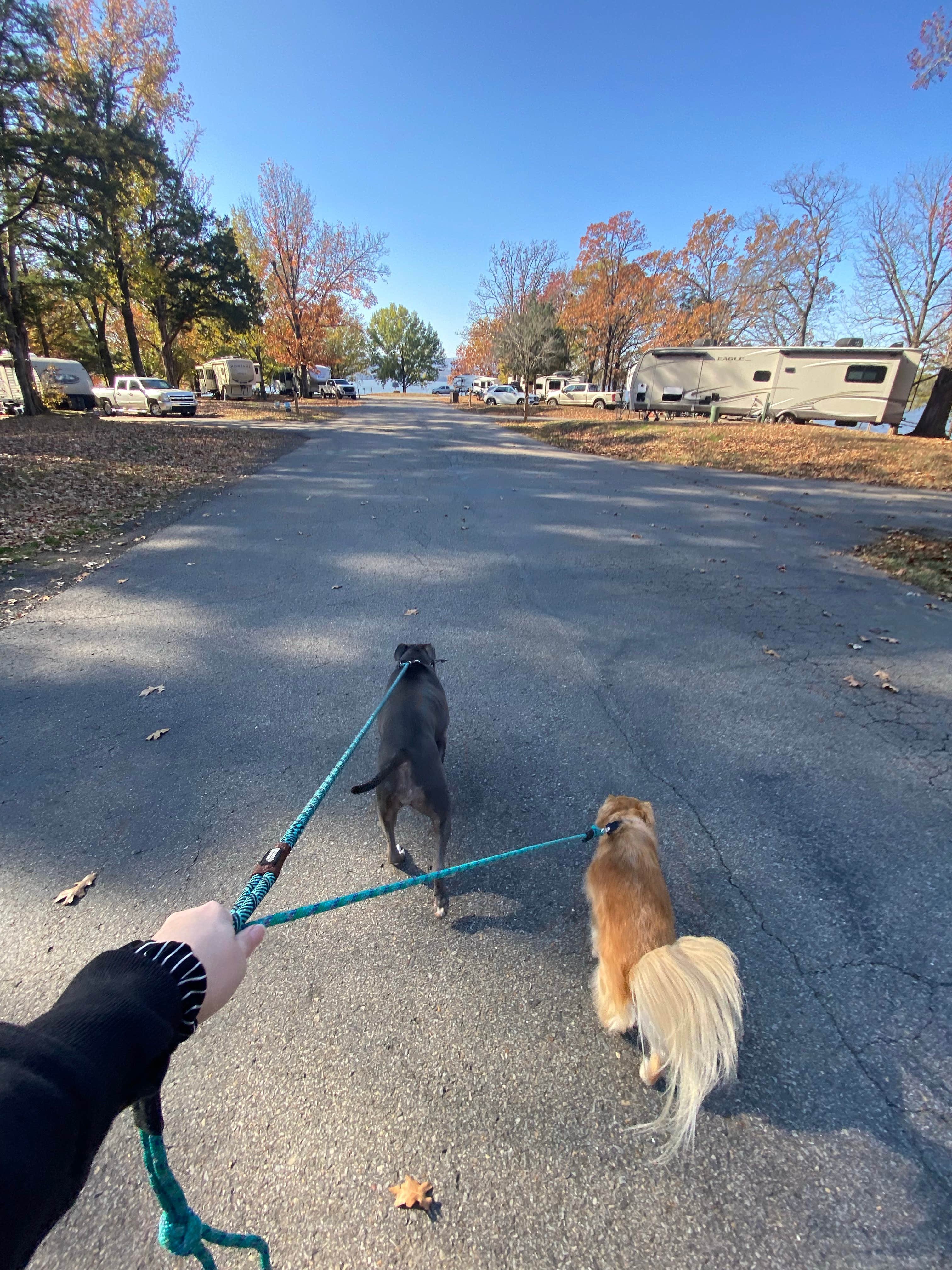 Alexandra's photo of camping with pets at Russellville Campground — Lake Dardanelle State Park near Dover, AR