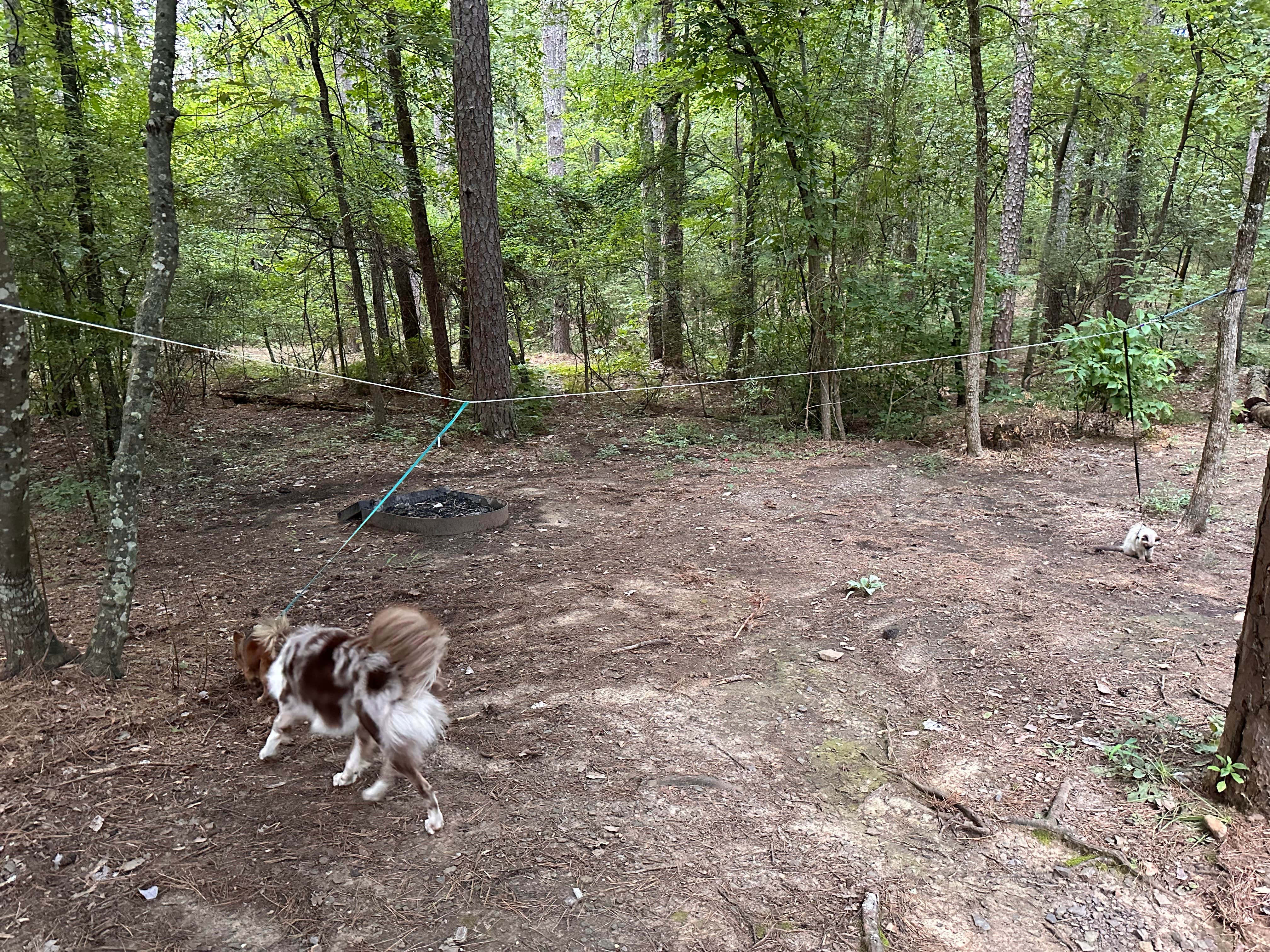 Ciara E.'s photo of camping with pets at Petit Jean State Park — Petit Jean State Park near Ozark-St. Francis National Forests