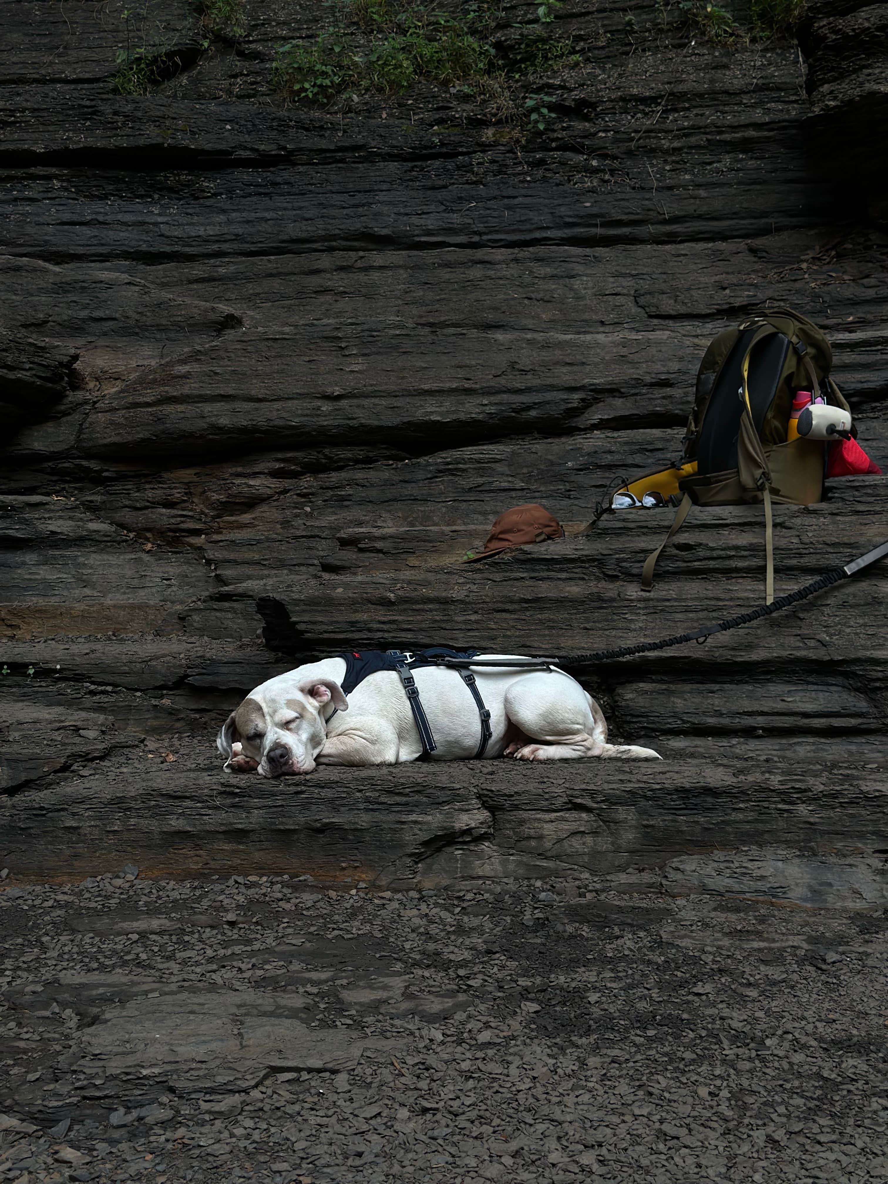 Elise A.'s photo of camping with pets at Petit Jean State Park — Petit Jean State Park near Mayflower, AR