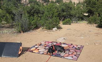 amber H.'s photo of camping with pets at Arkansas River Headwaters near Buena Vista, CO