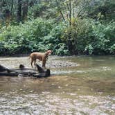 Review photo of Arroyo Seco Dispersed NF Camping by Melissa J., September 18, 2024