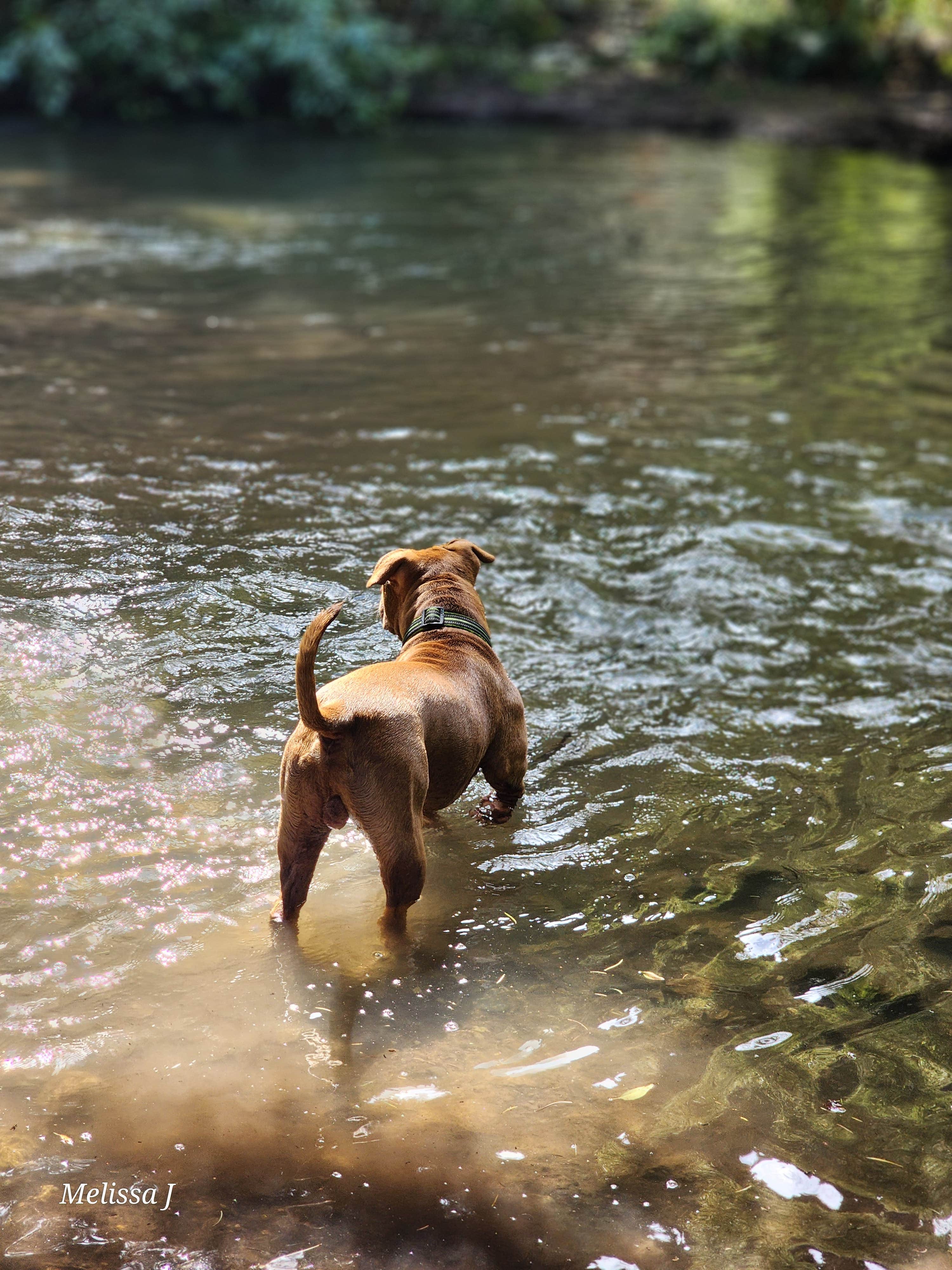 Melissa J.'s photo of camping with pets at Arroyo Seco Dispersed NF Camping near Taos, NM
