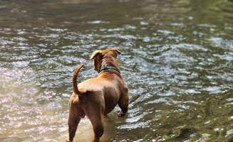 Melissa J.'s photo of camping with pets at Arroyo Seco Dispersed NF Camping near Taos, NM