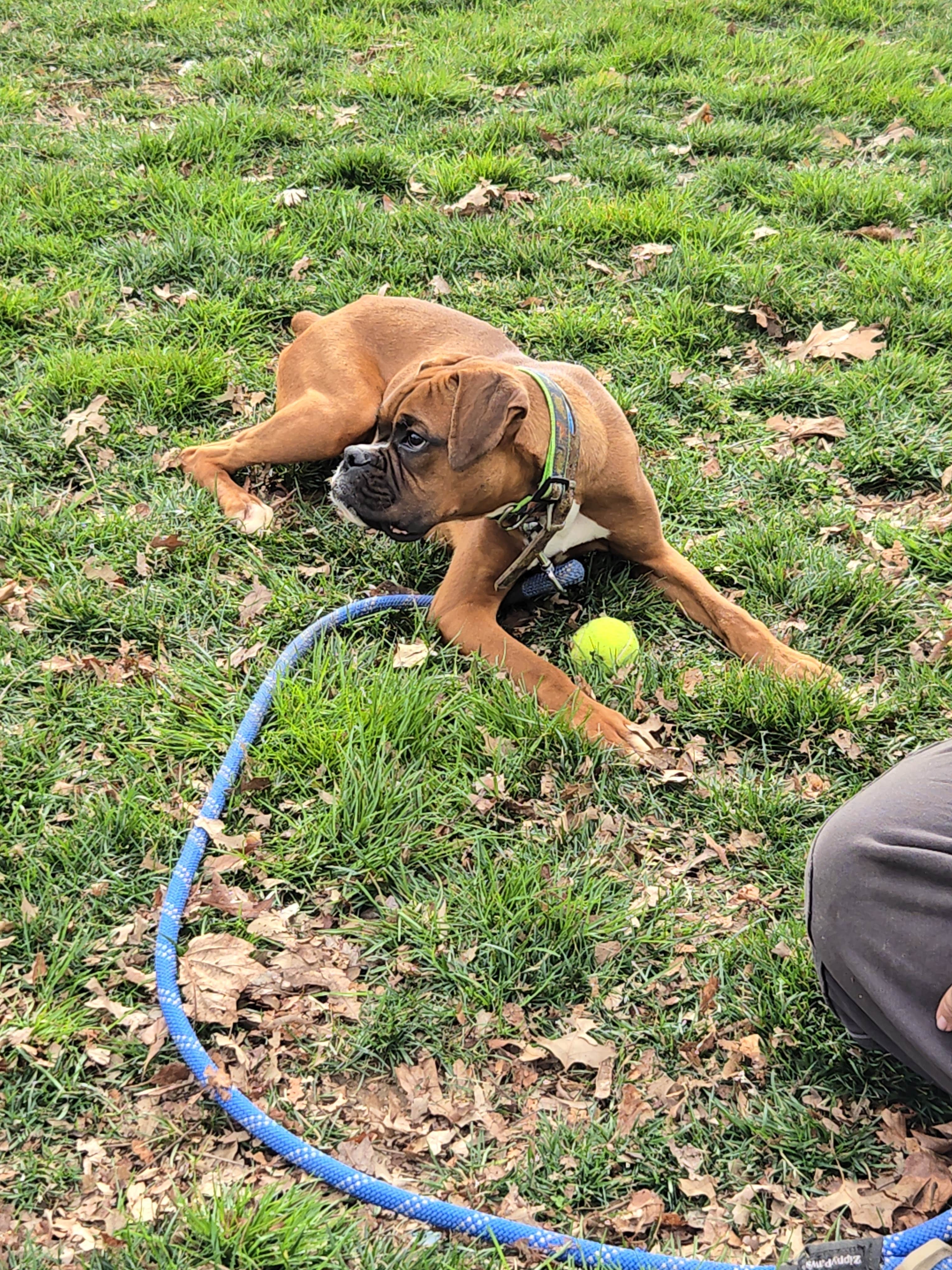 lakota M.'s photo of camping with pets at Artillery Ridge Campground near Peach Glen, PA