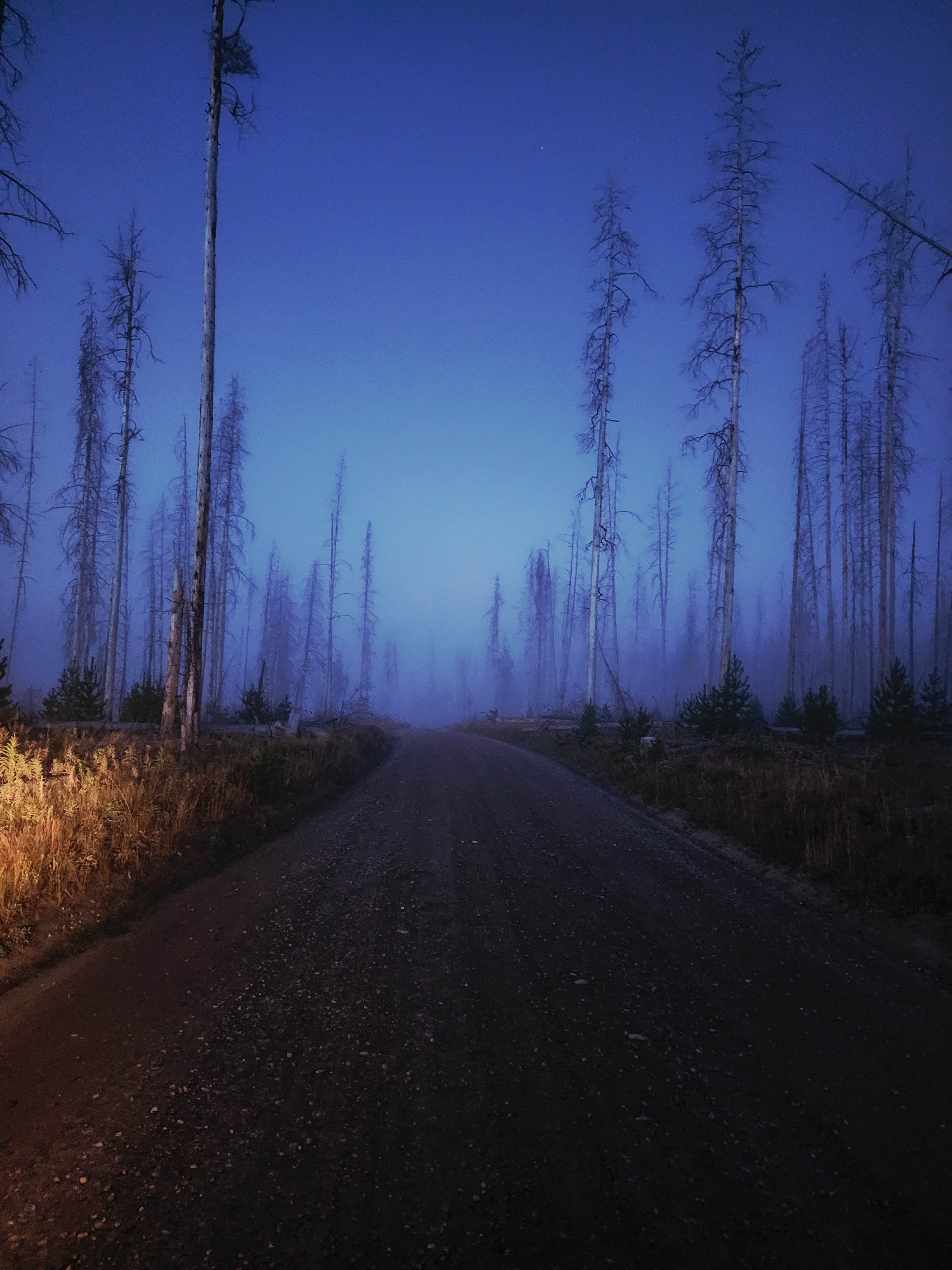Dana V.'s photo of a dispersed camping area at Ashton-Flagg Ranch Road near John D. Rockefeller Jr. Memorial Parkway