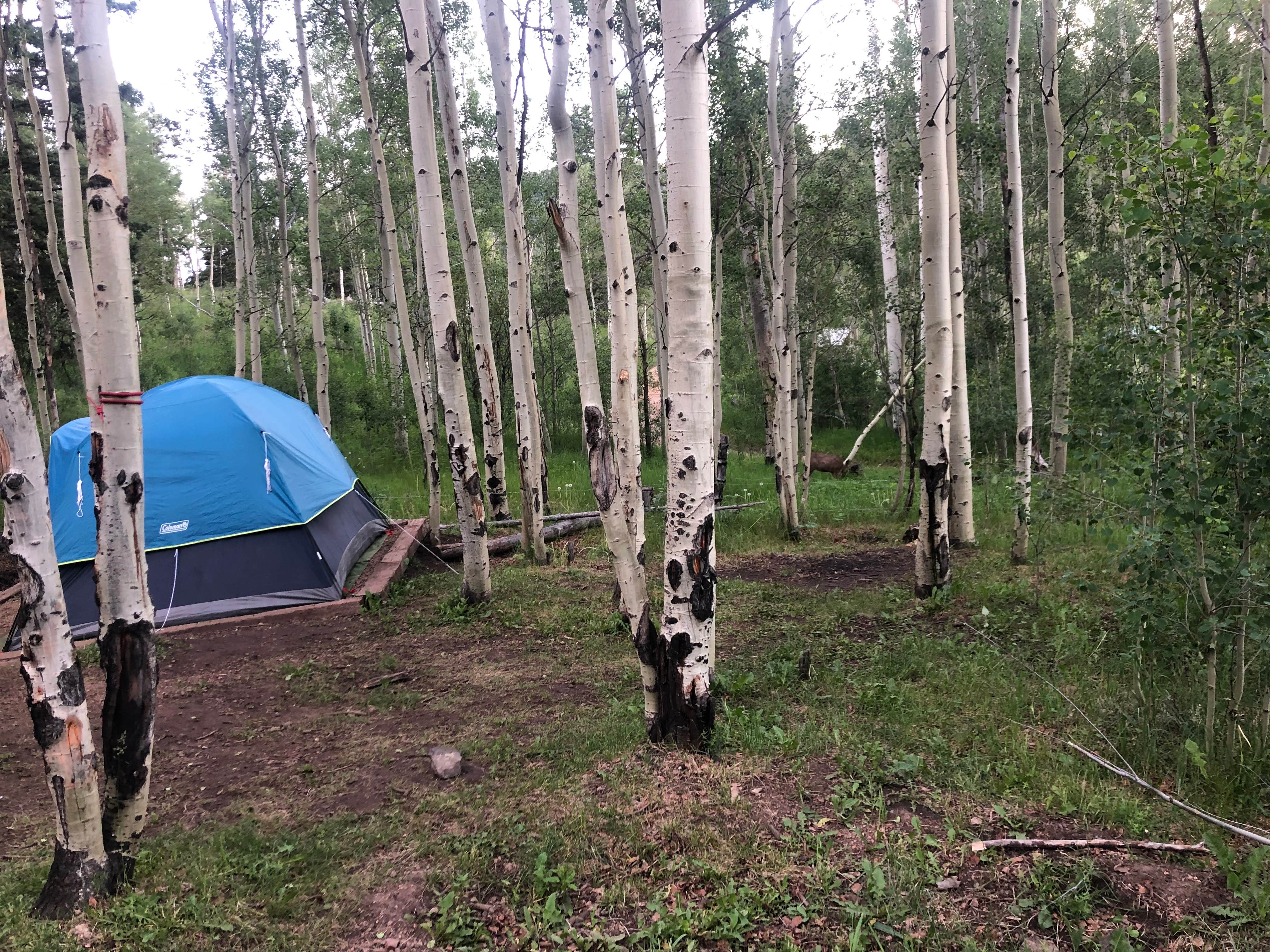 Quentin C.'s photo at Aspen Acres Campground near Rye, CO