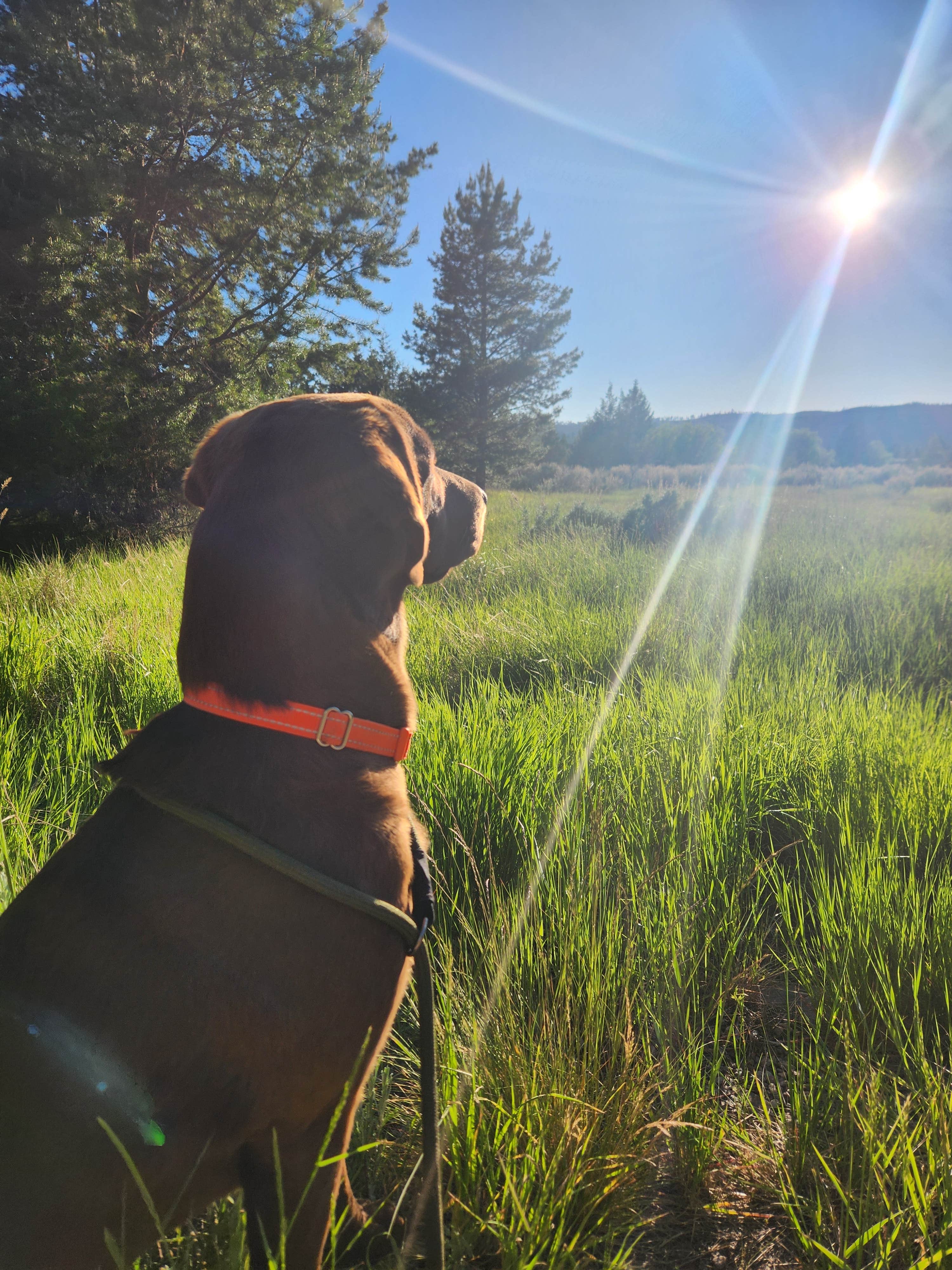 Camping near Alice Creek Trailhead: Aspen Grove Campground, Lincoln, Montana