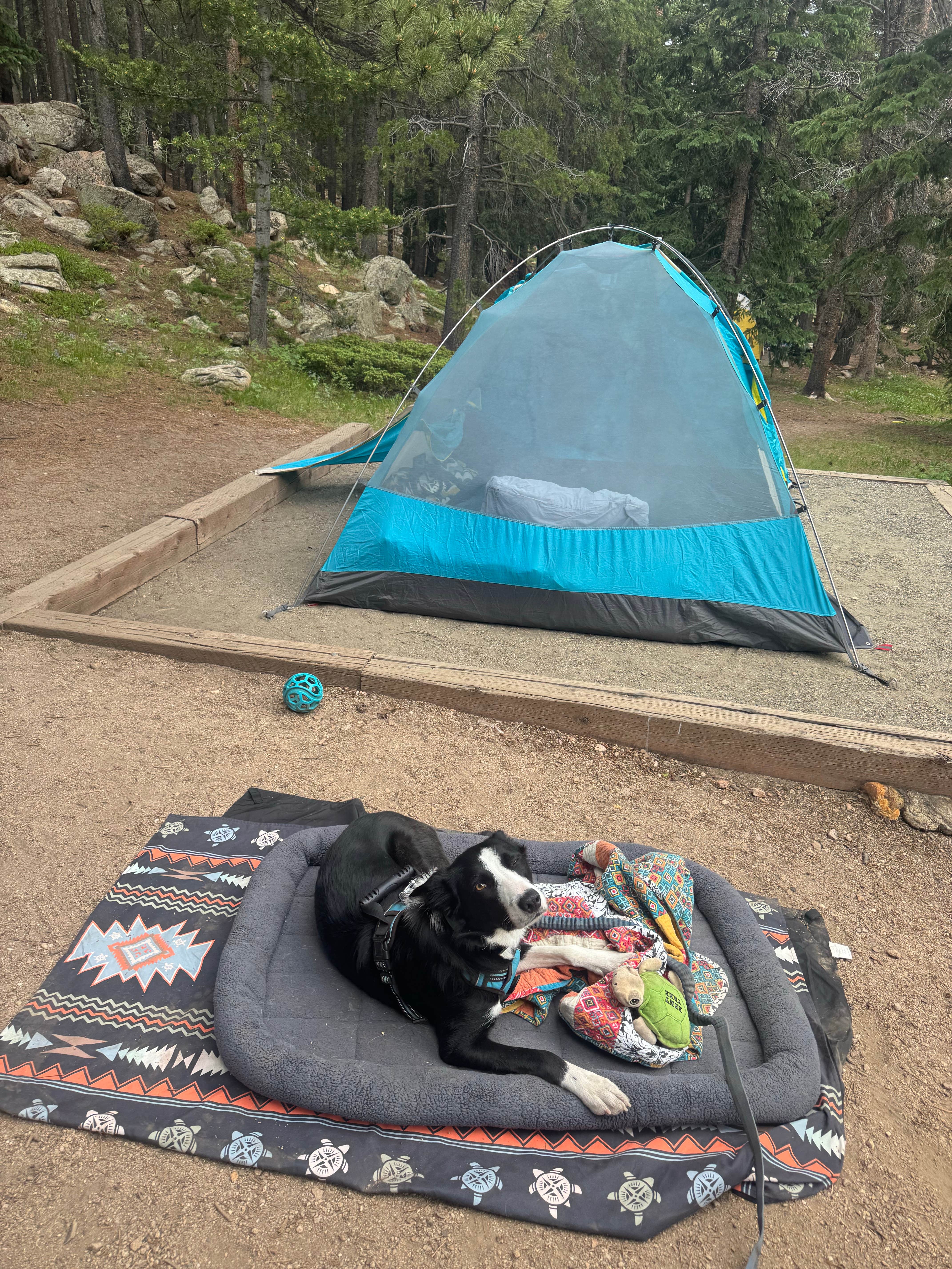 Camper-submitted photo at Aspen Meadows Campground — Golden Gate Canyon near Idaho Springs, CO