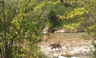 Kay's photo of camping with pets at Atlanta Cabin near Stanley, ID