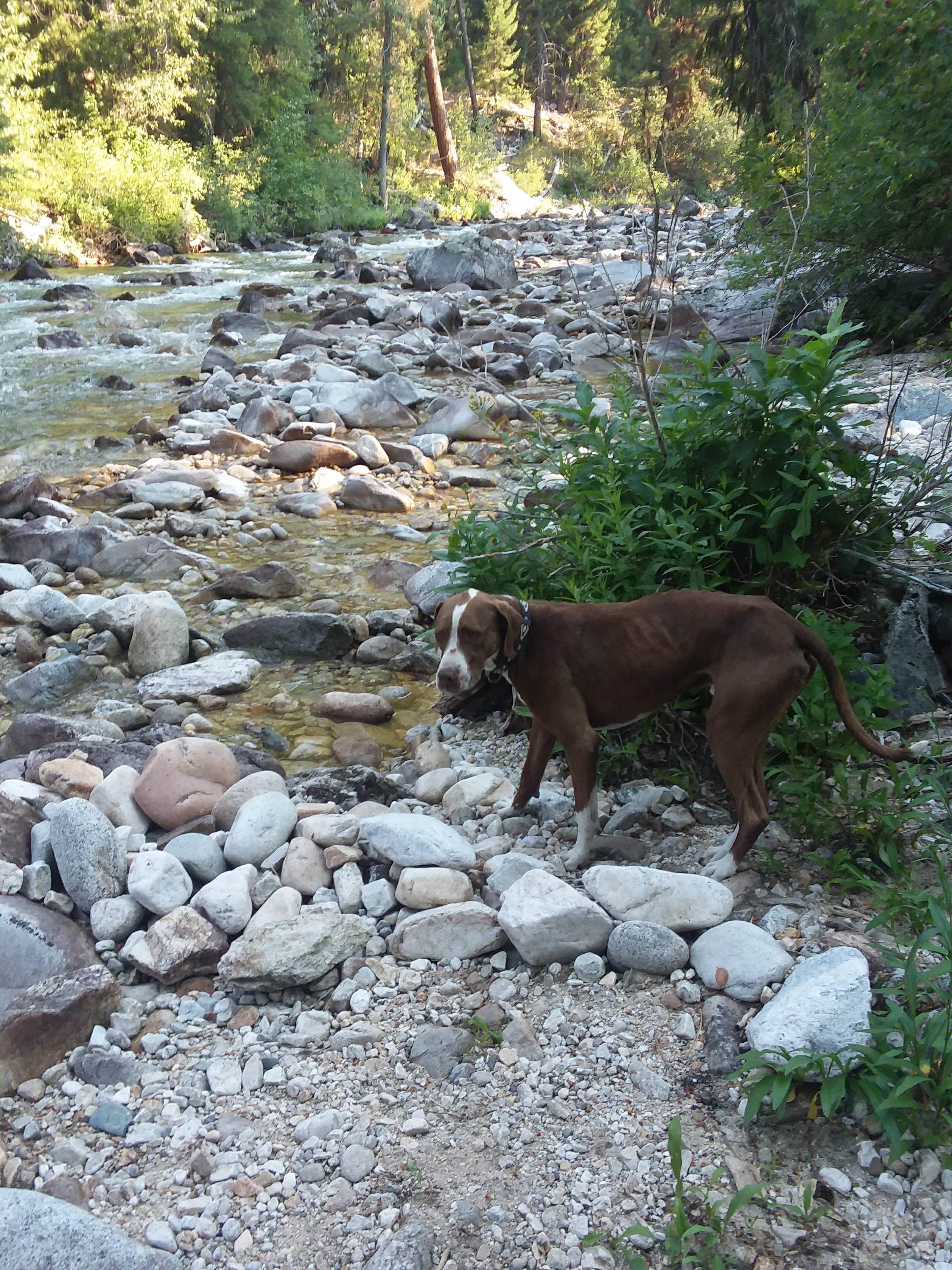 Kay's photo of camping with pets at Atlanta Cabin near Boise National Forest