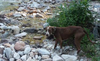 Kay's photo of camping with pets at Atlanta Cabin near Stanley, ID