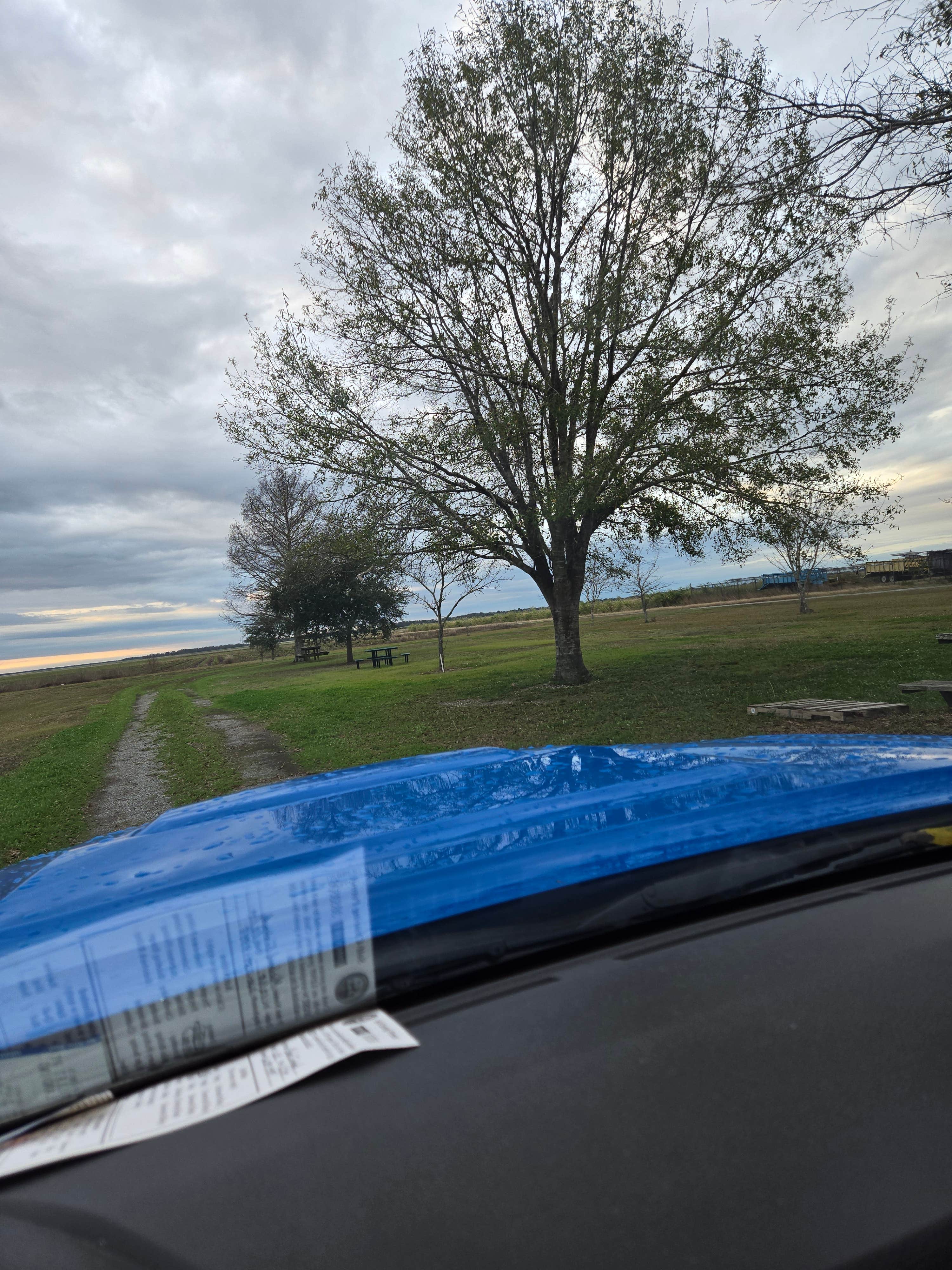 Camper submitted image from Attakapas Wildlife Management Area - 2