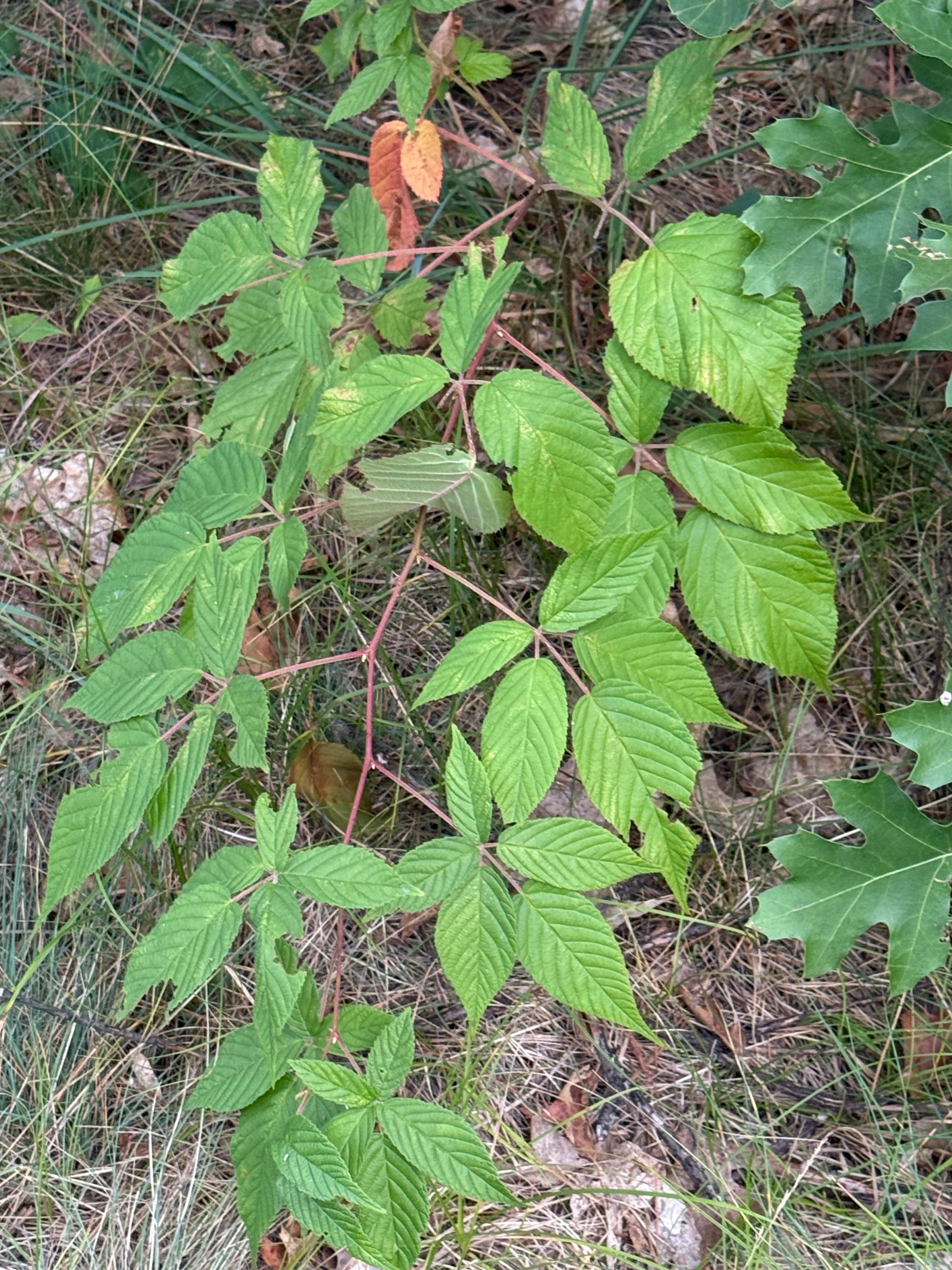 Camper-submitted photo at Au Sable Loop Campground — Huron Manistee National Forests near Mio, MI