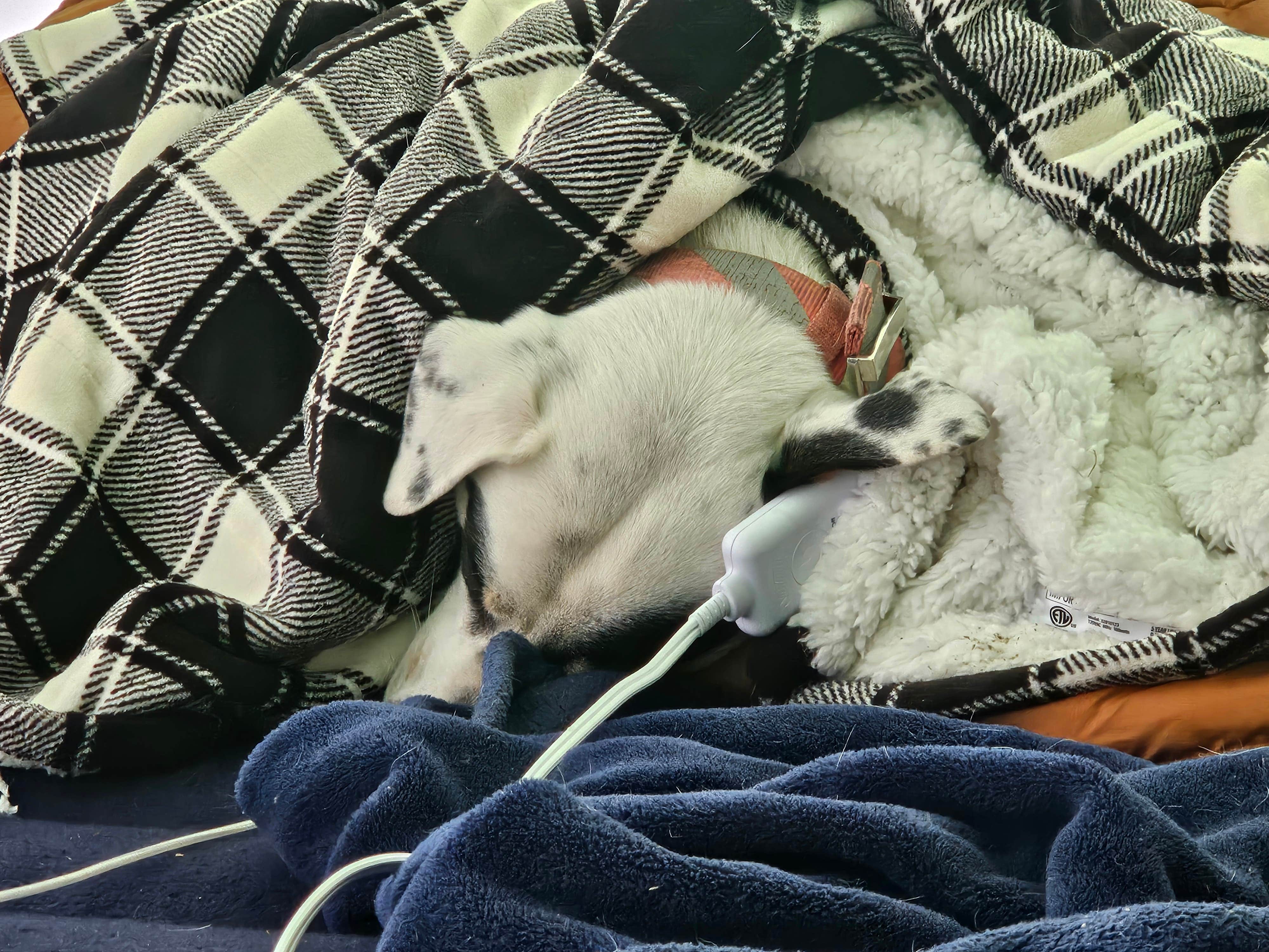 Gregg T.'s photo of camping with pets at Maddock Road Dispersed - AZ State Trust Land near Wickenburg, AZ