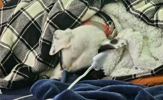 Gregg T.'s photo of camping with pets at Maddock Road Dispersed - AZ State Trust Land near Crown King, AZ