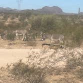 Review photo of Maddock Road Dispersed - AZ State Trust Land by Tim J., July 21, 2024