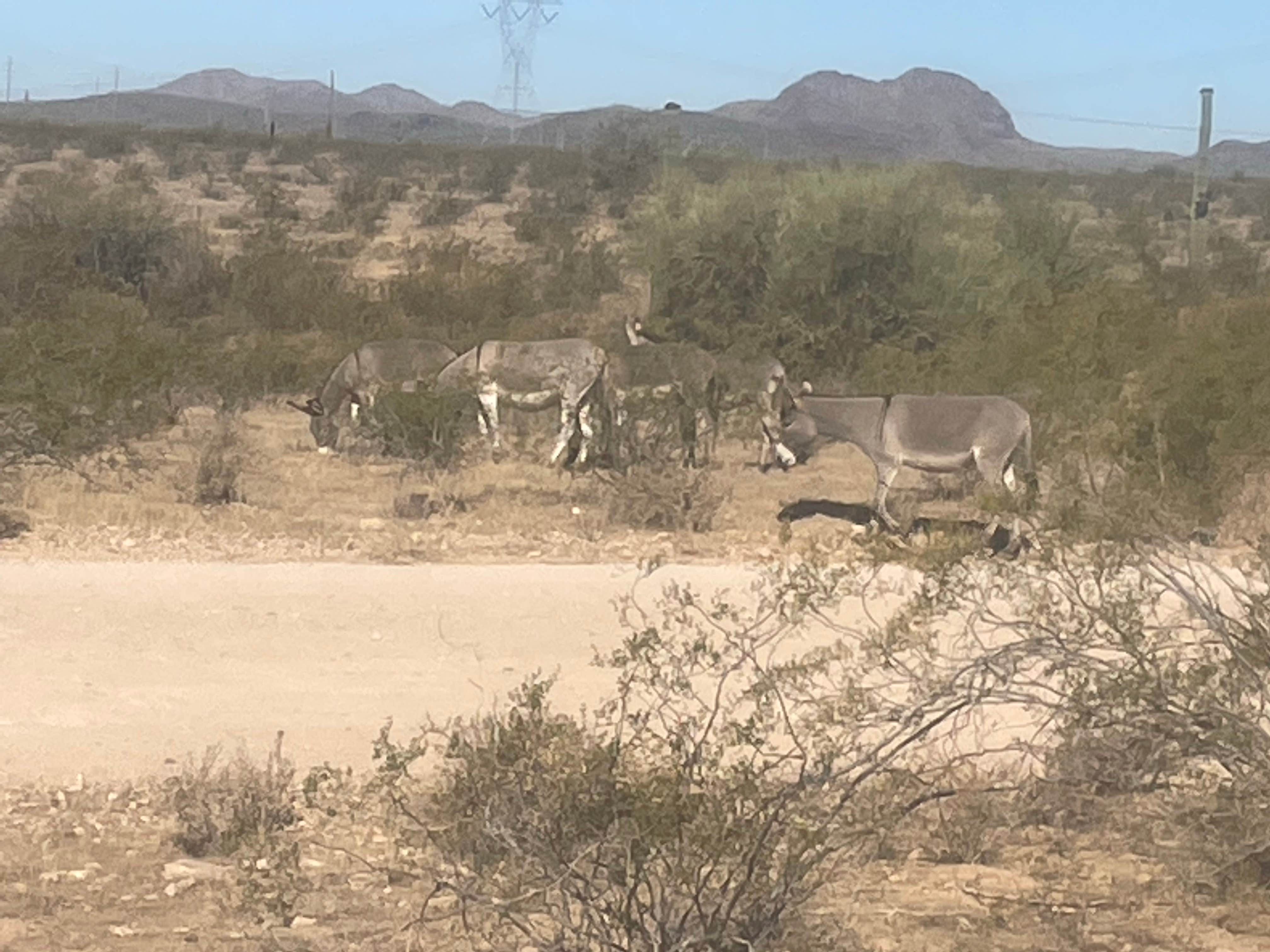 Camper submitted image from Maddock Road Dispersed - AZ State Trust Land - 4