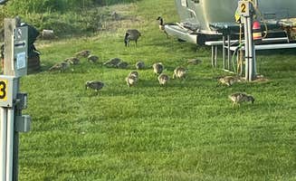 Harold D.'s photo of rv camping at B.P.O.E. Elks Lodge #552 near Sault Ste. Marie, MI
