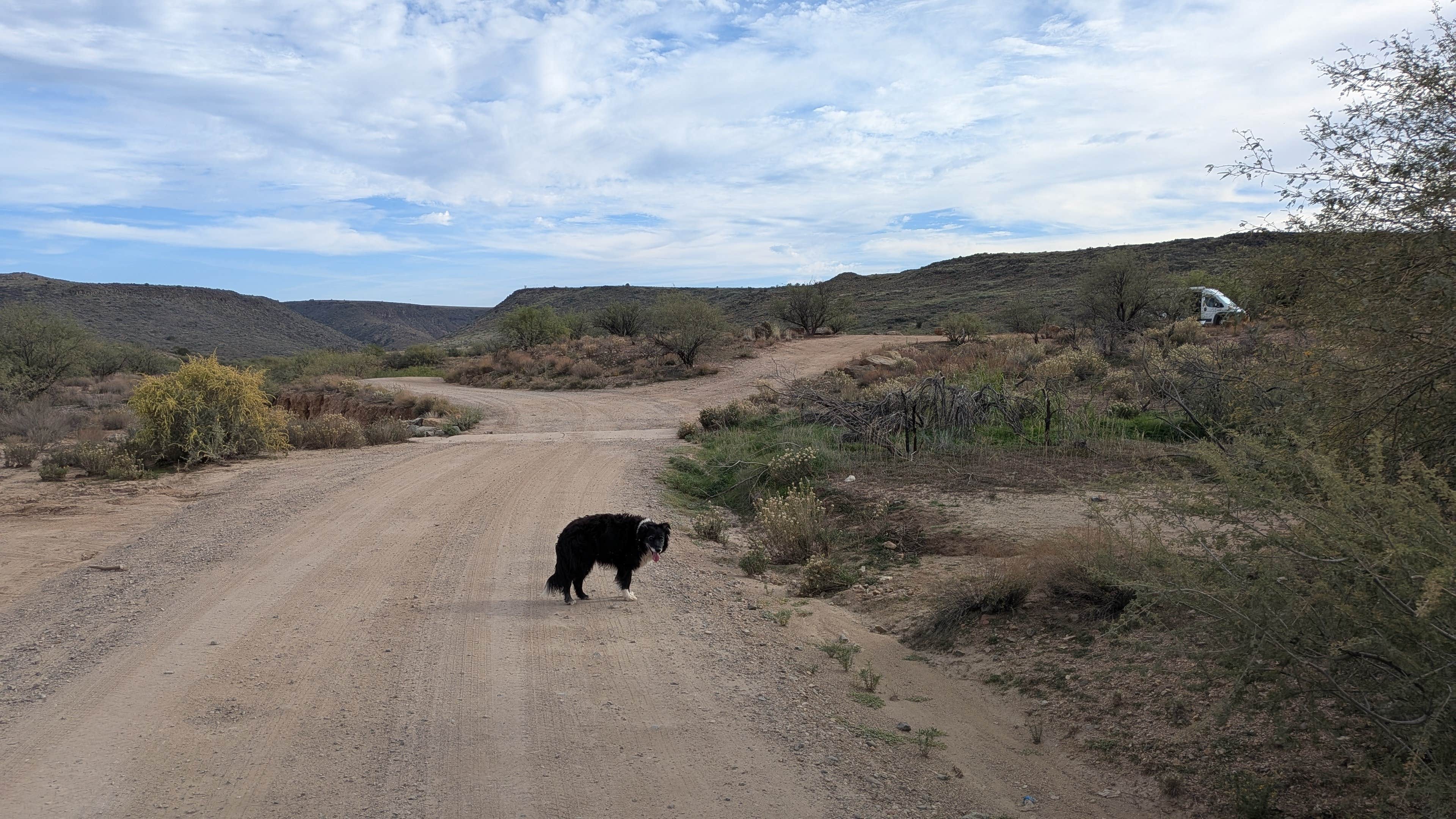 Greg L.'s photo of camping with pets at Badger Springs near Anthem, AZ