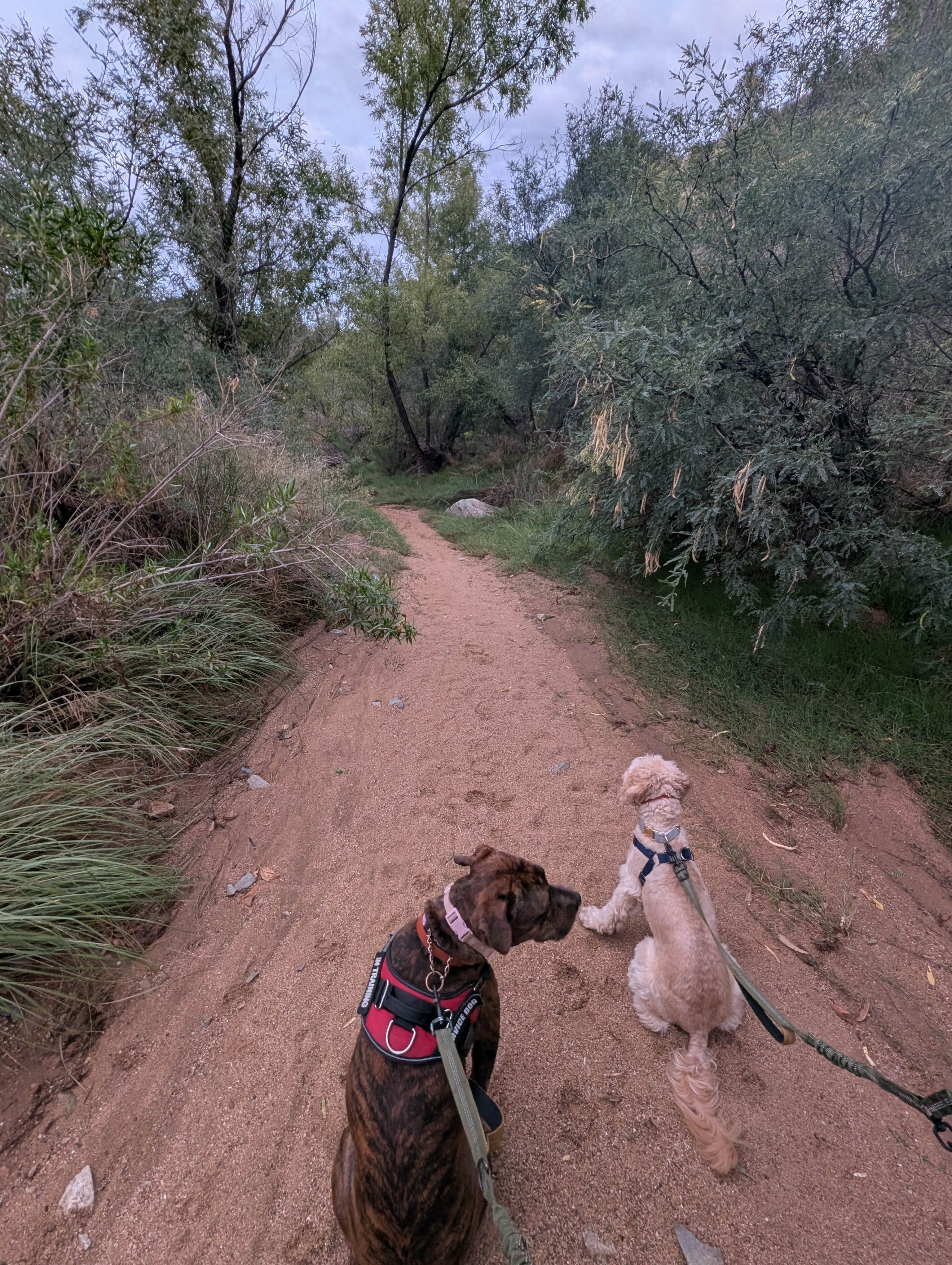 Camping near Castle Creek Wilderness - Prescott National Forest: Badger Wash, Cordes Junction, Arizona