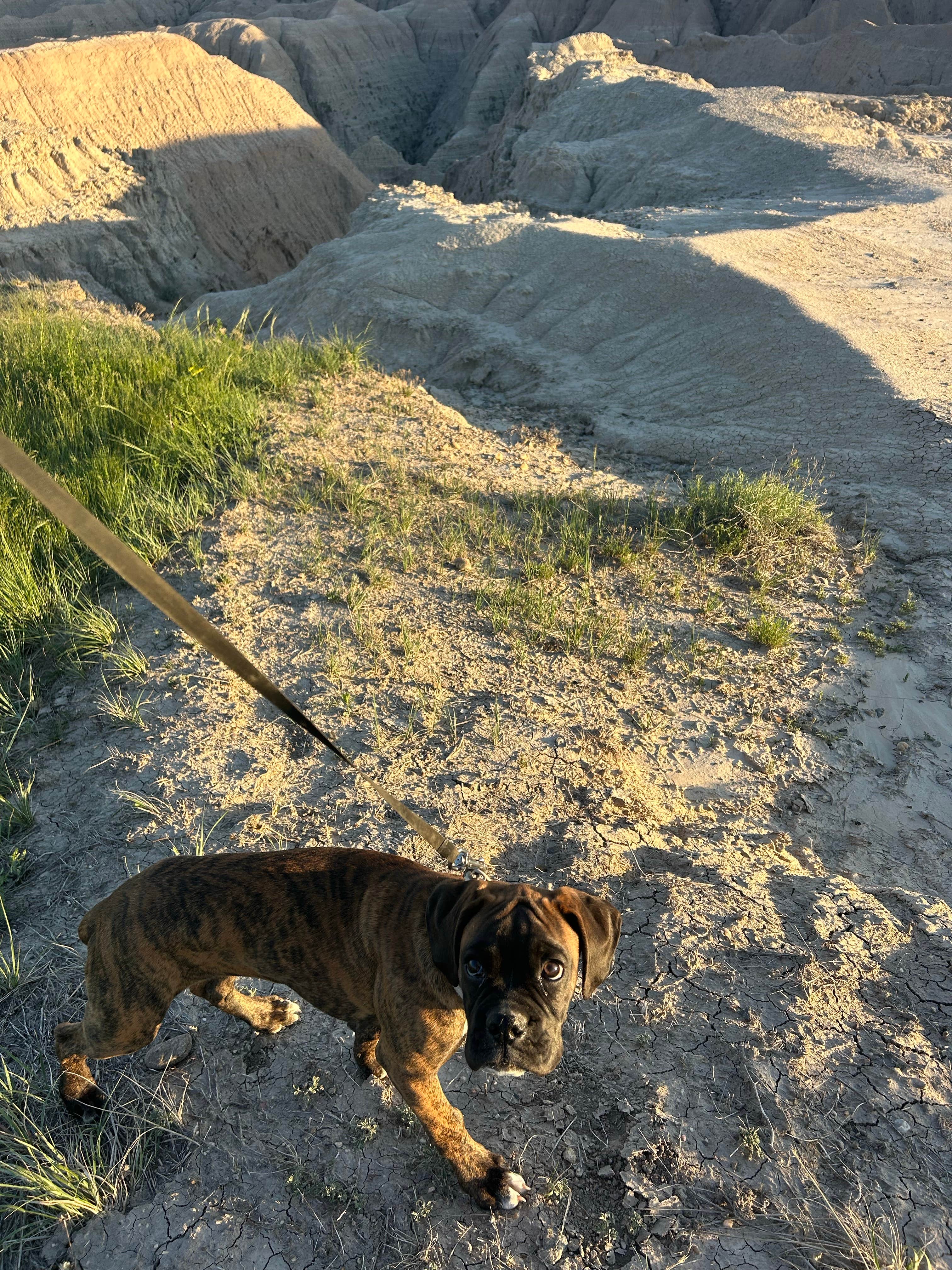 Brian B.'s photo of camping with pets at Badlands Boondocking Area near Wall, SD