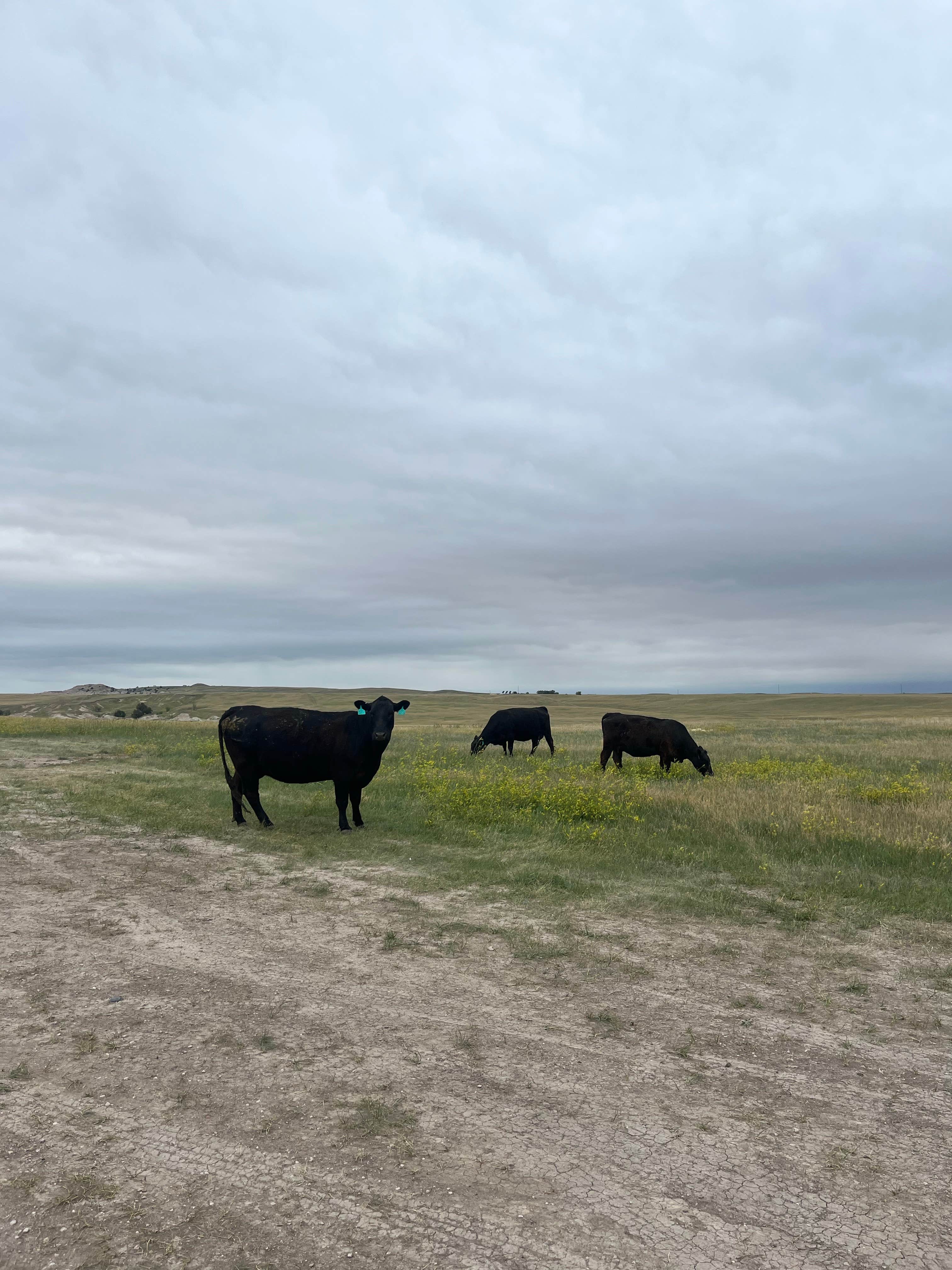 Camper-submitted photo at Badlands Boondocks near Wall, SD