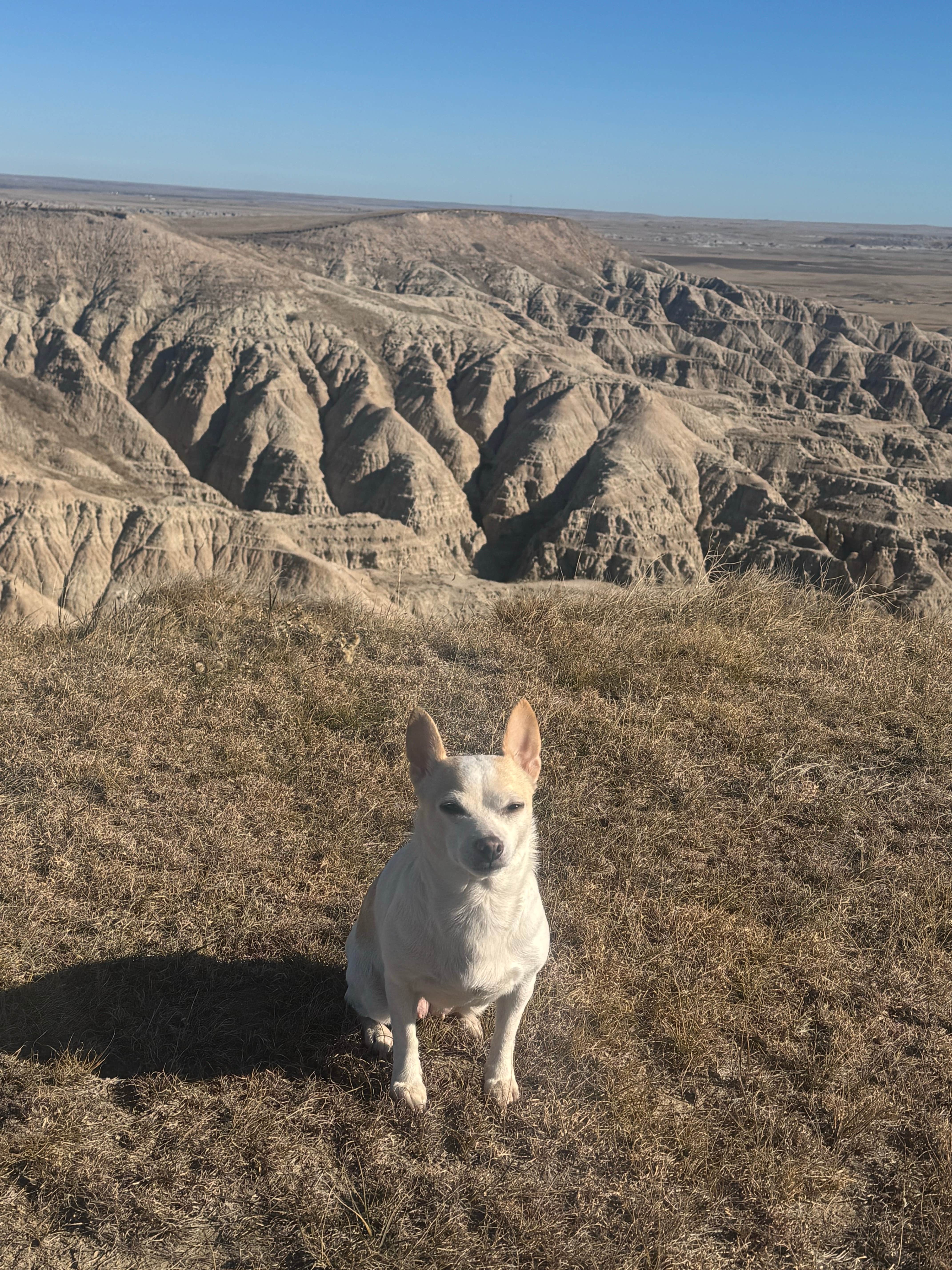 camping with M.'s photo of camping with pets at Badlands Dispersed Camping near Badlands National Park