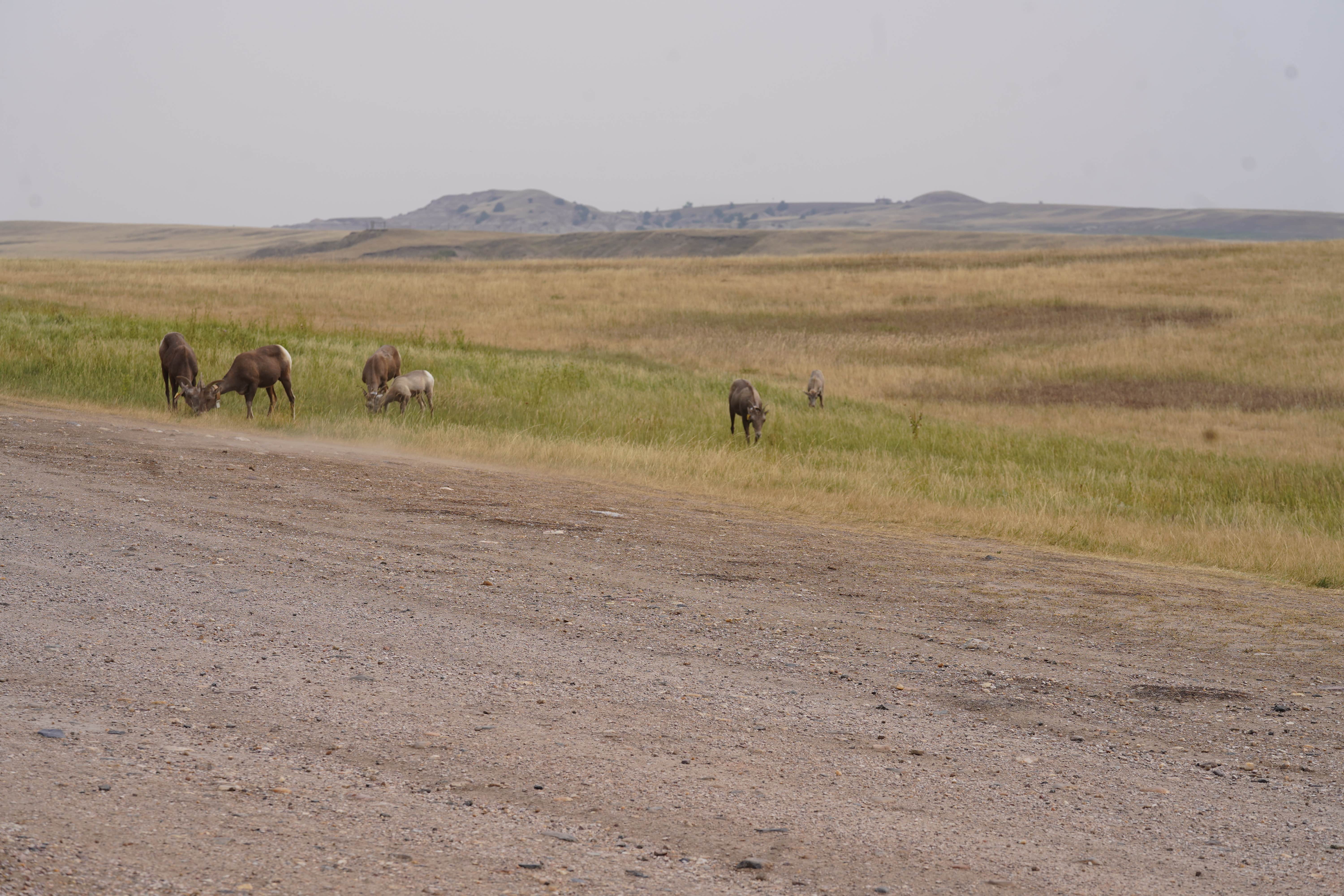 Camper-submitted photo at Badlands Wall BLM near Interior, SD