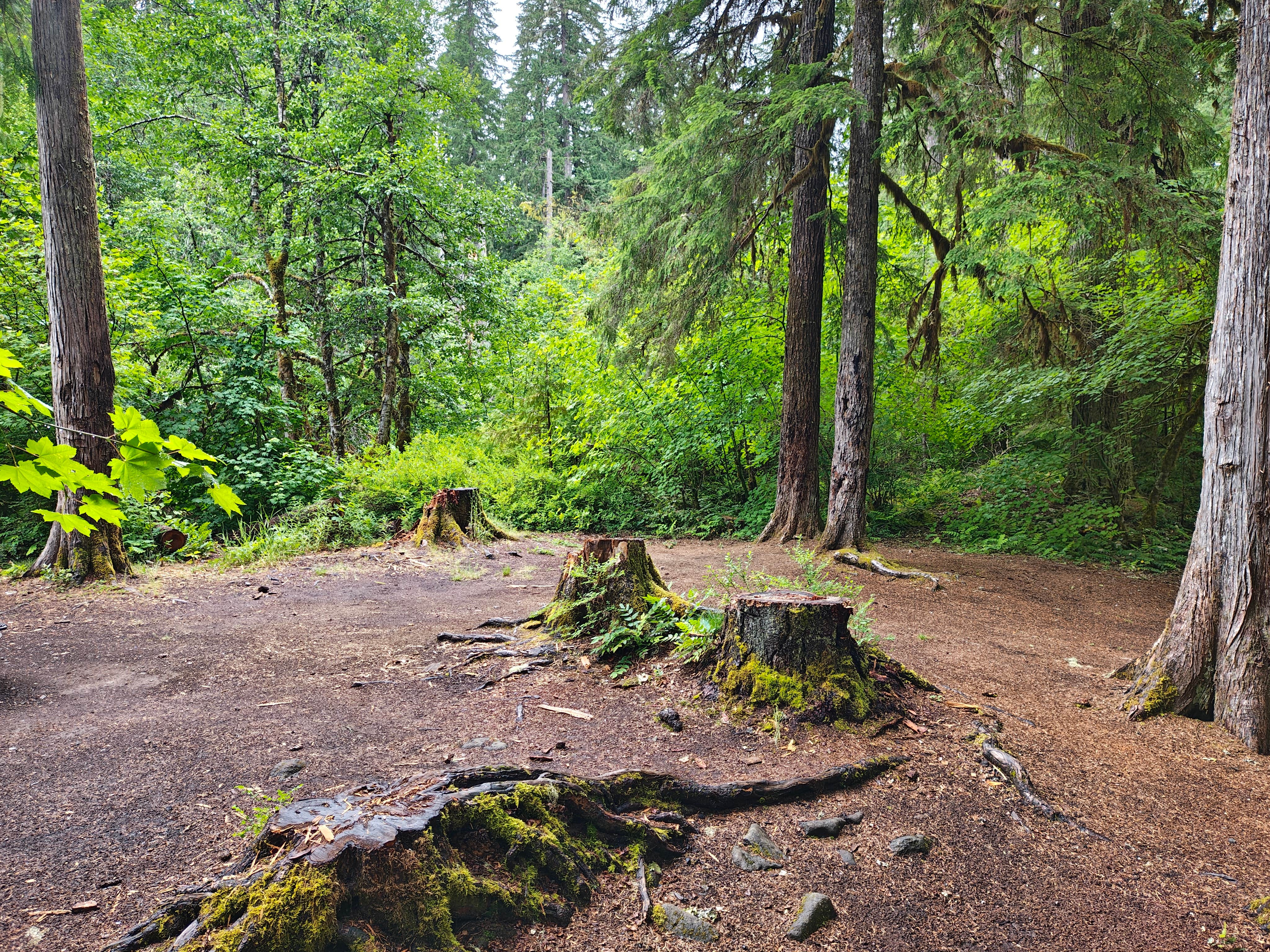 Camper submitted image from Bagby Hot Springs Campground - 1