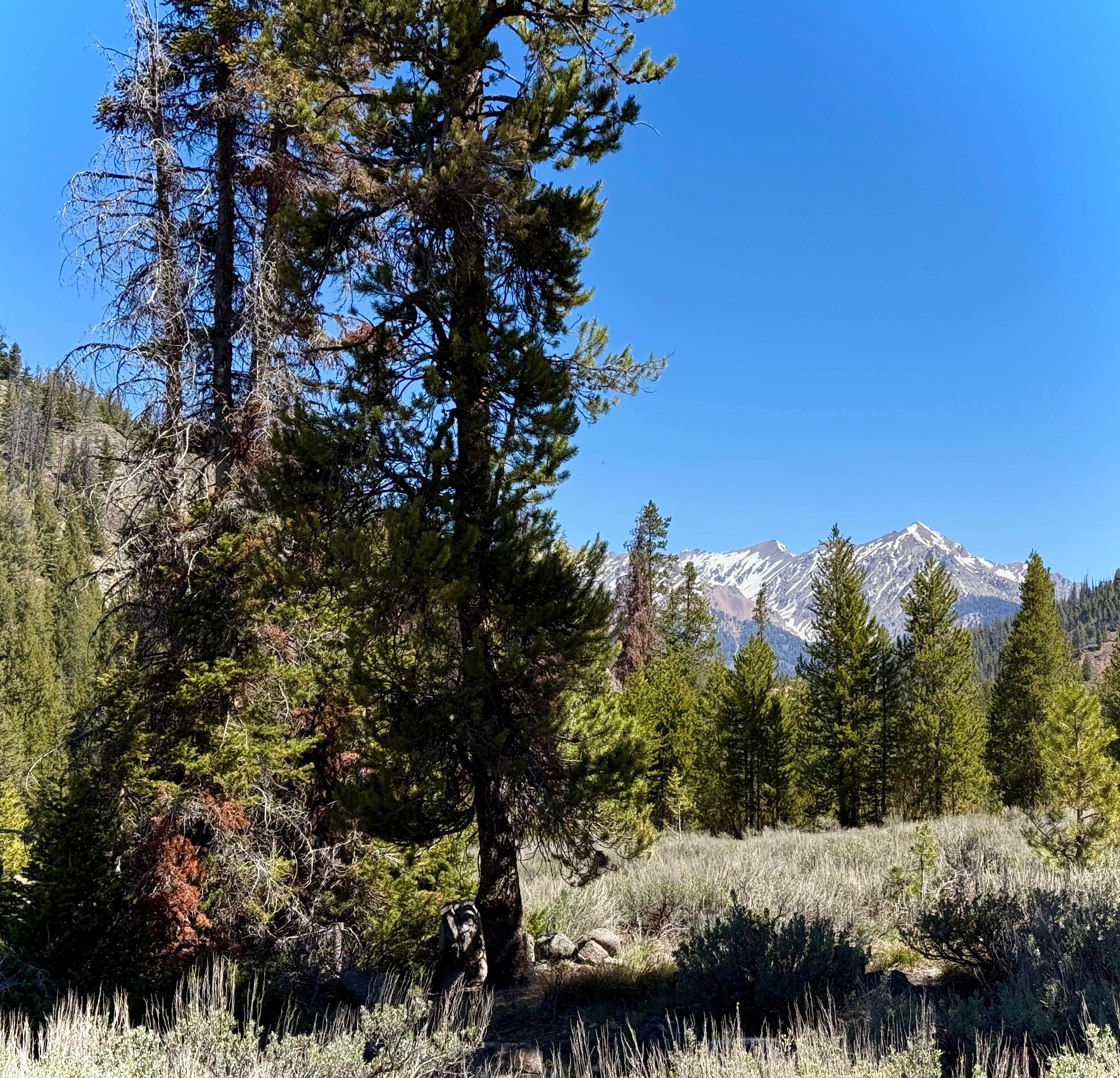 Camper-submitted photo at Baker Creek Designated Dispersed near Sun Valley, ID