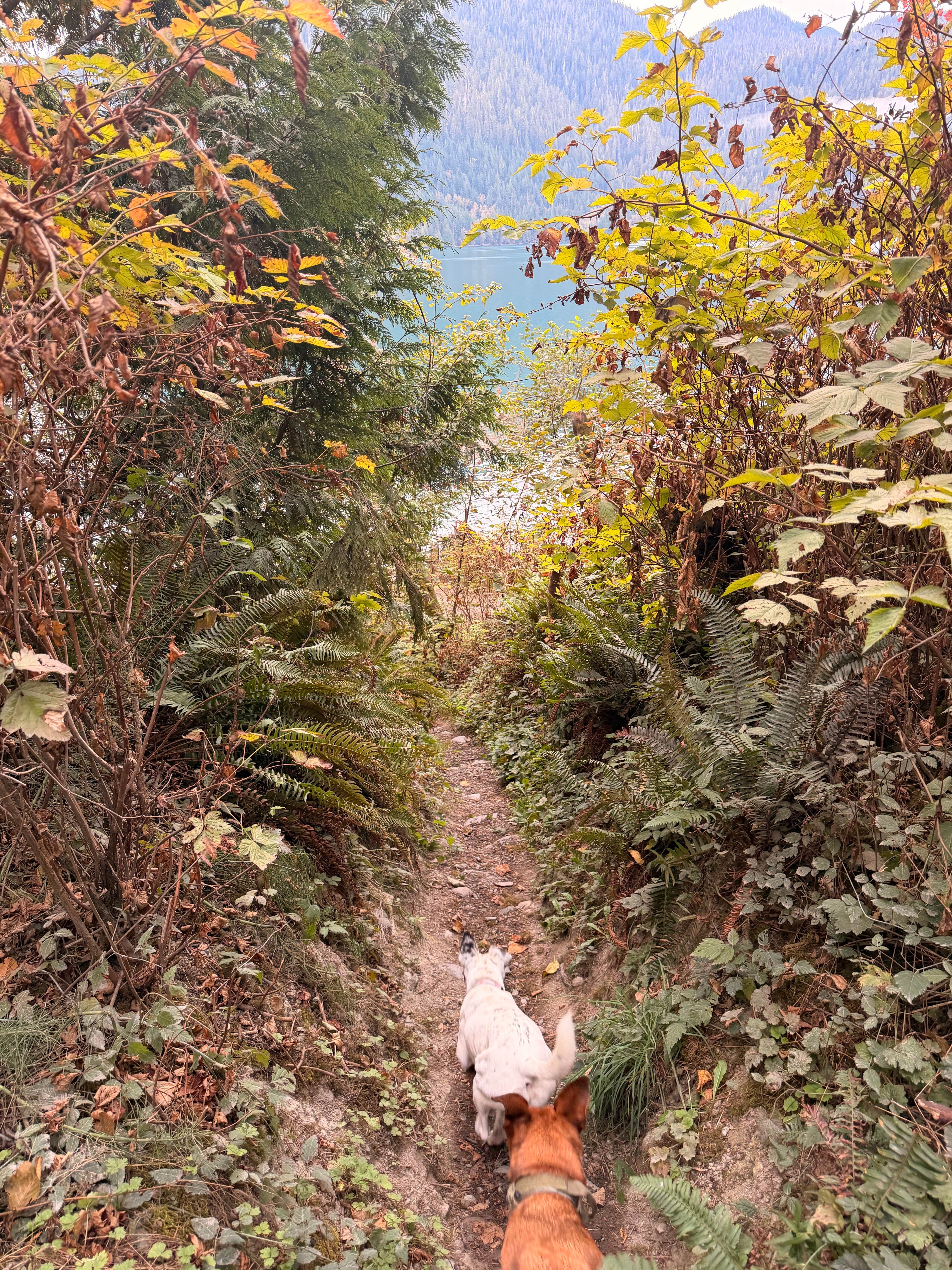 Amy W.'s photo of camping with pets at Baker Pull-Off near Concrete, WA