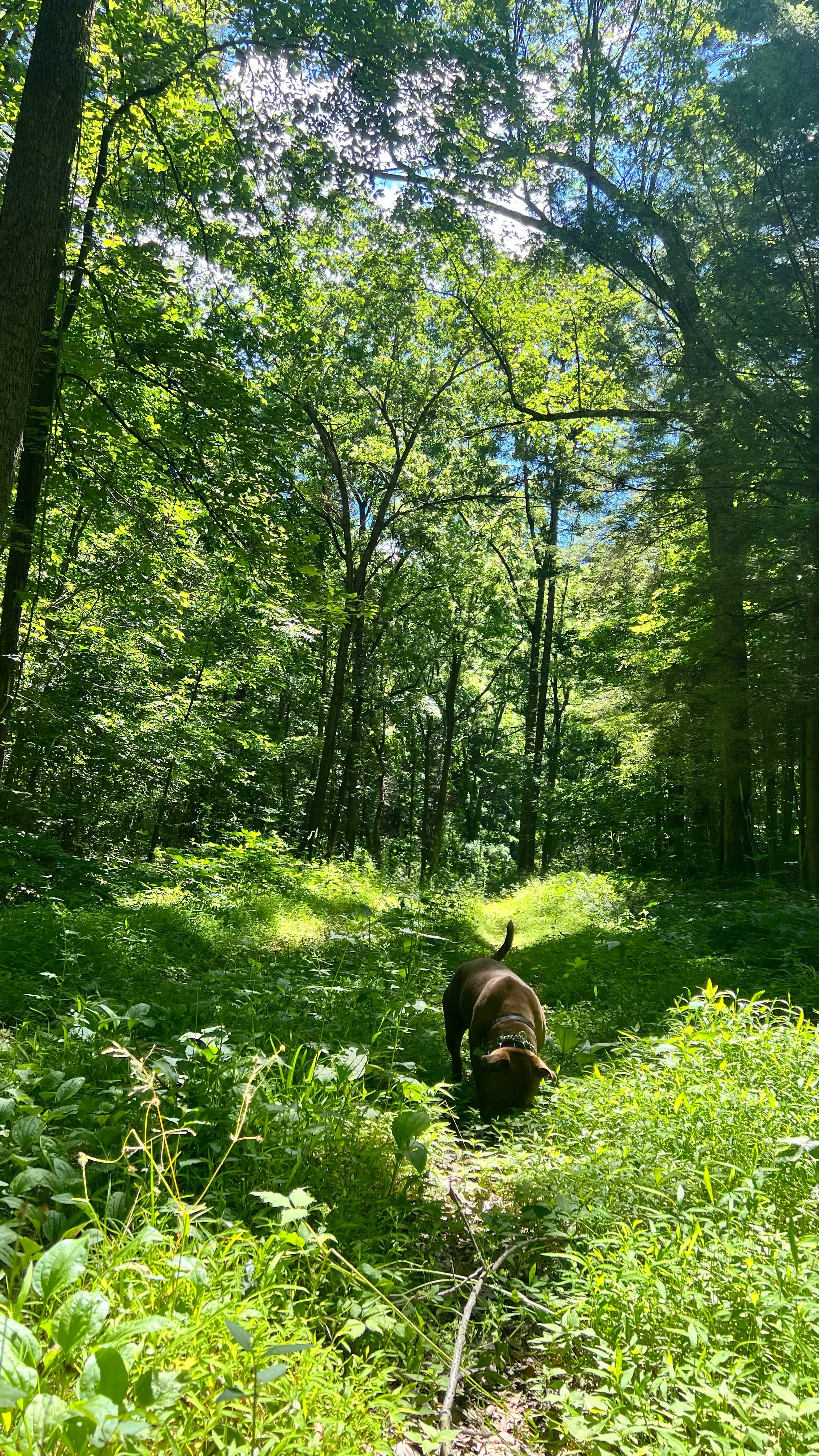 Erik C.'s photo of camping with pets at Primitive Camping Area — Bald Eagle State Park near McClure, PA