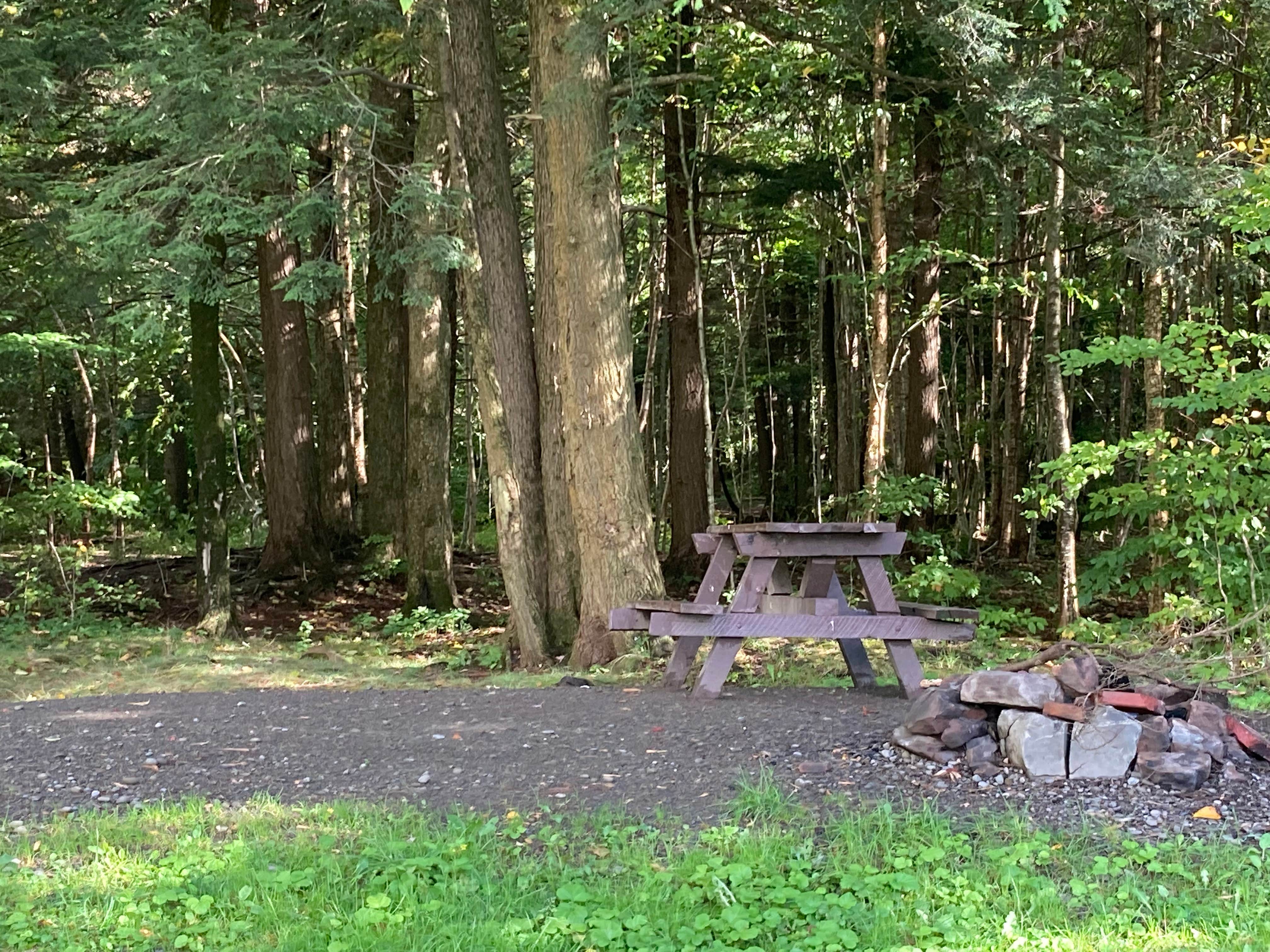 Camper-submitted photo at Balsam Swamp State Forest near Cincinnatus, NY