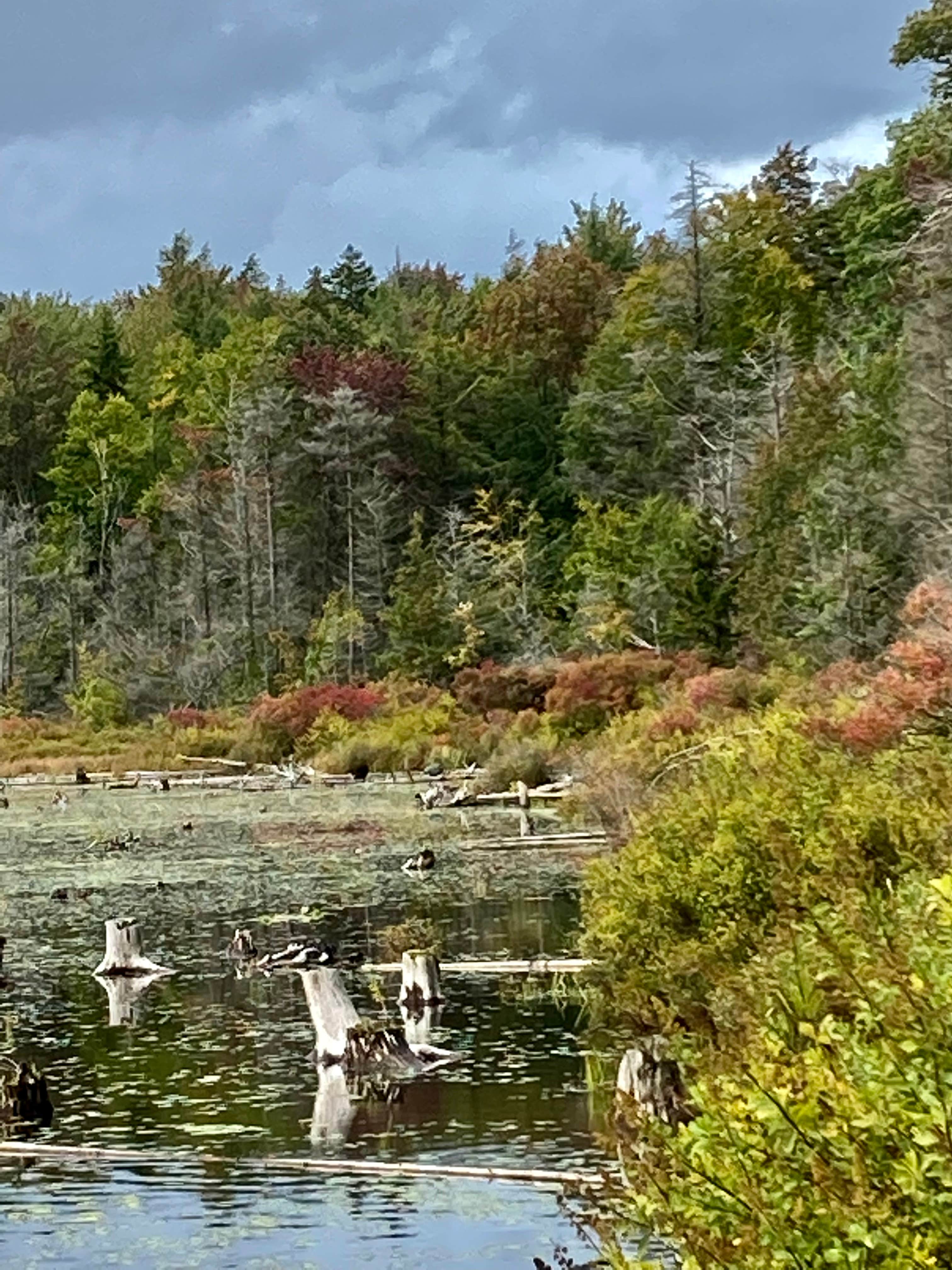 Camper-submitted photo at Balsam Swamp State Forest near Syracuse, NY