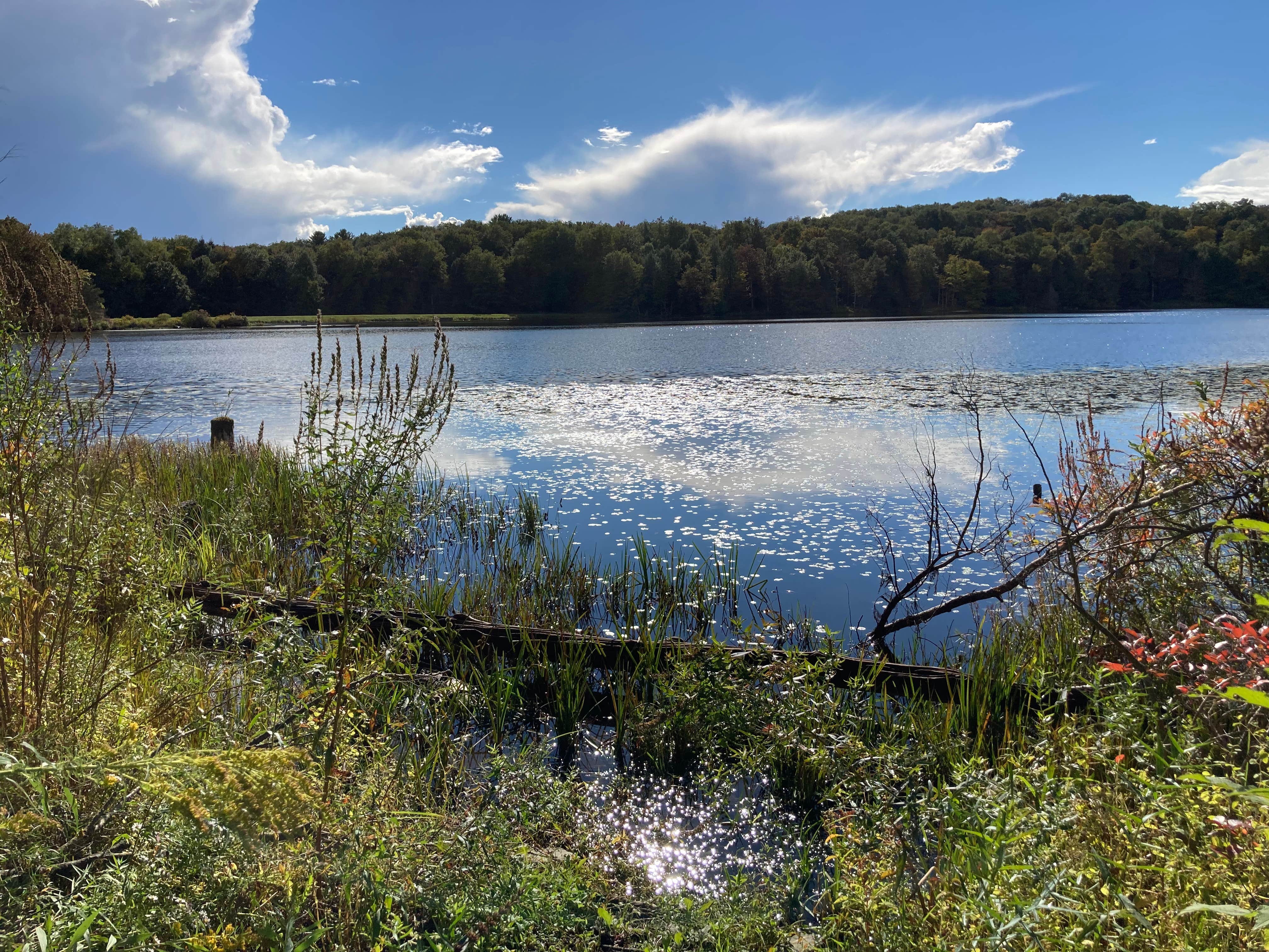 Camper-submitted photo at Balsam Swamp State Forest near Syracuse, NY