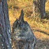 Review photo of Balsar Gulch Dispersed Camping by camping with M., November 11, 2025