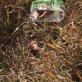 Review photo of Balsar Gulch Dispersed Camping by camping with M., November 11, 2025