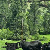 Review photo of Balsar Gulch Dispersed Camping by Natalie T., June 20, 2025