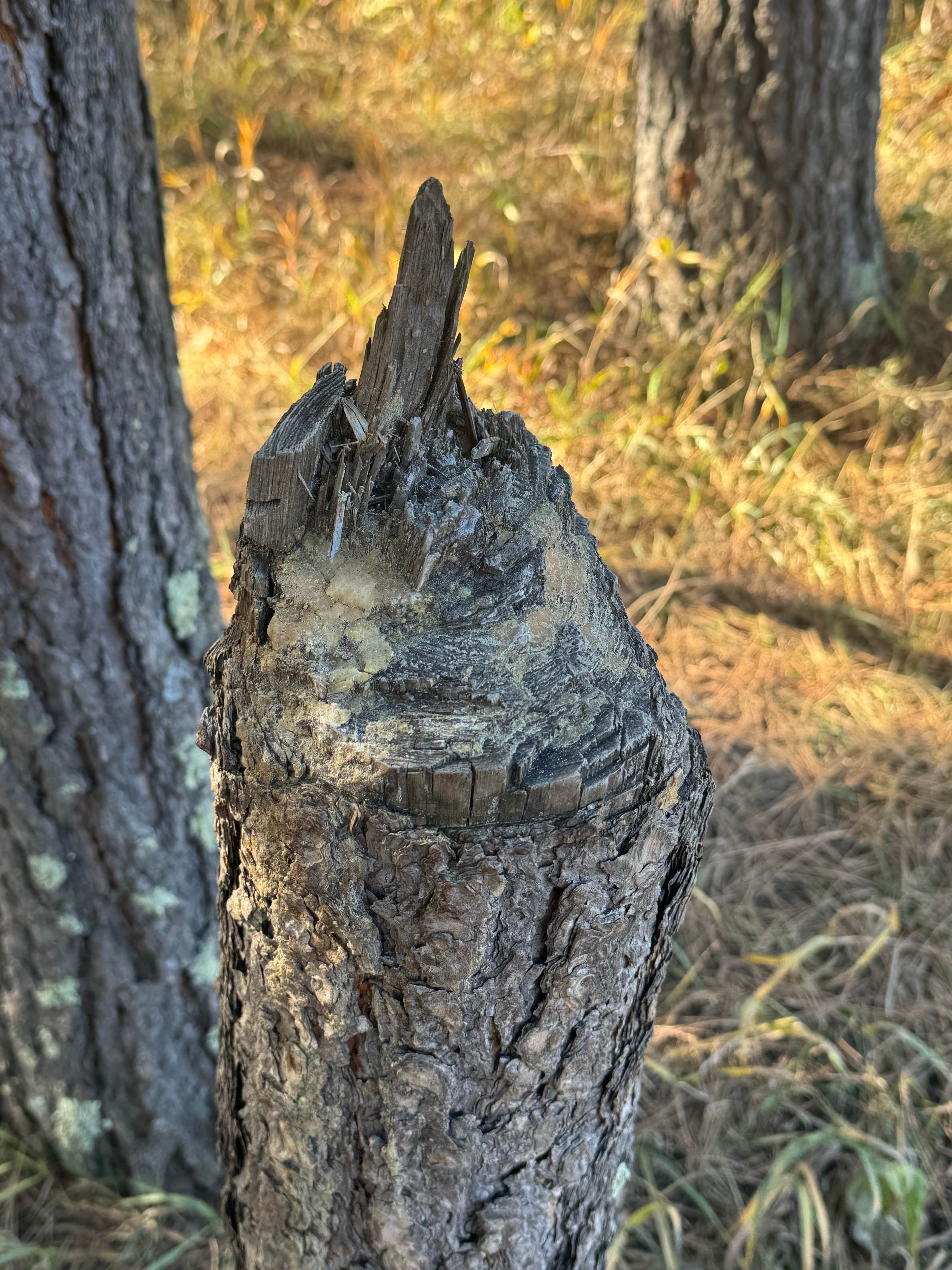 Camper-submitted photo at Balsar Gulch Dispersed Camping near Rapid City, SD