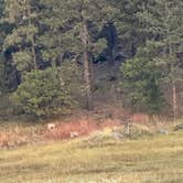 Review photo of Balsar Gulch Dispersed Camping by Brenda Y., September 26, 2025