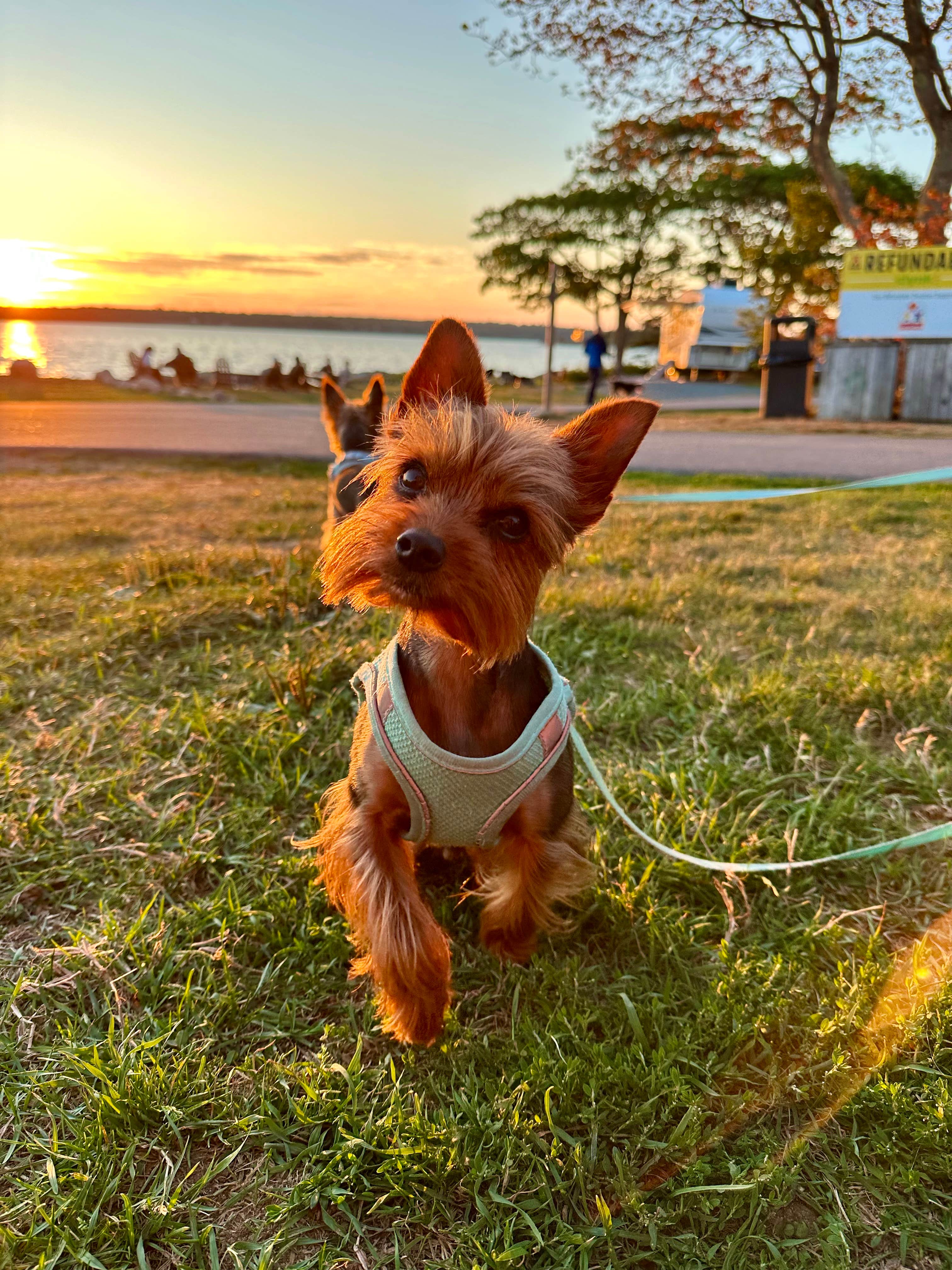 Mindie C.'s photo of camping with pets at Bar Harbor/Oceanside KOA near Sorrento, ME