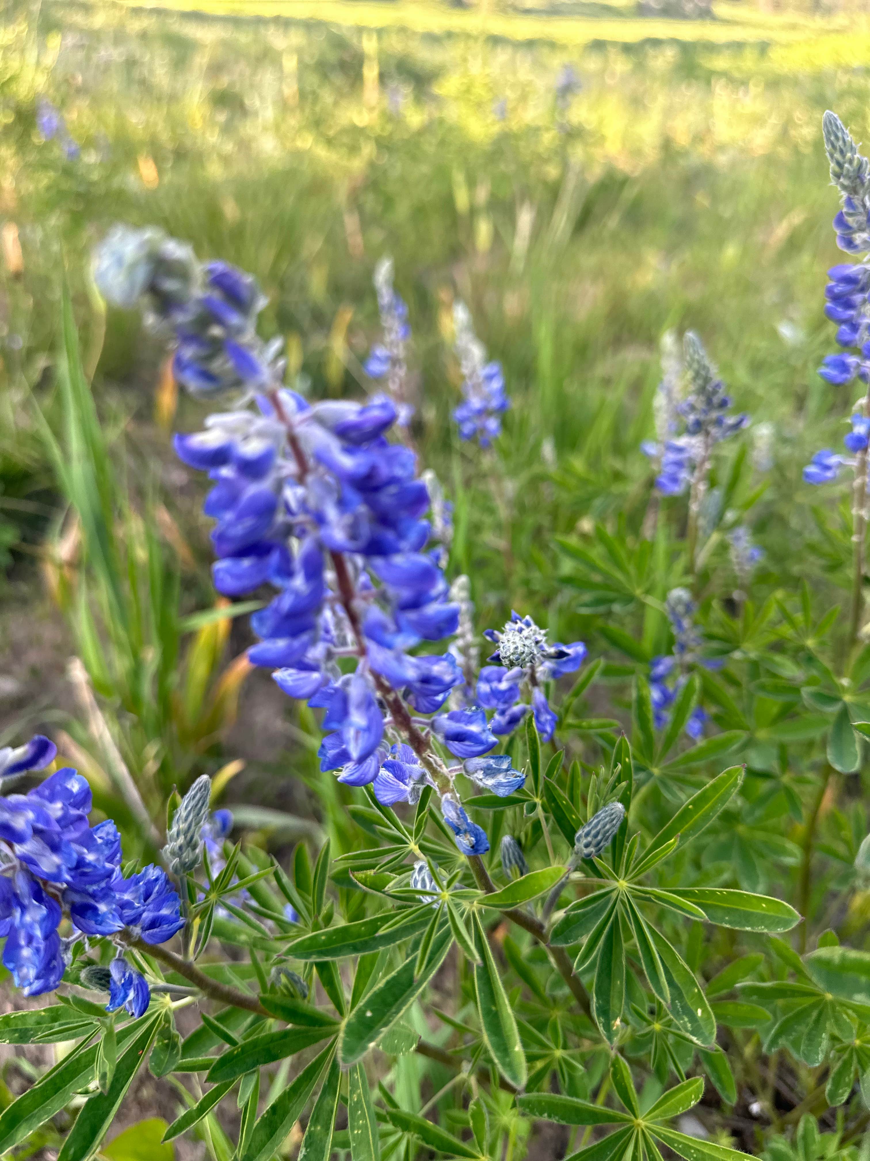 Camper-submitted photo at Base Camp Trailhead near Coalmont, CO