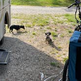Review photo of Bass Harbor Campground by Steve A., May 24, 2024