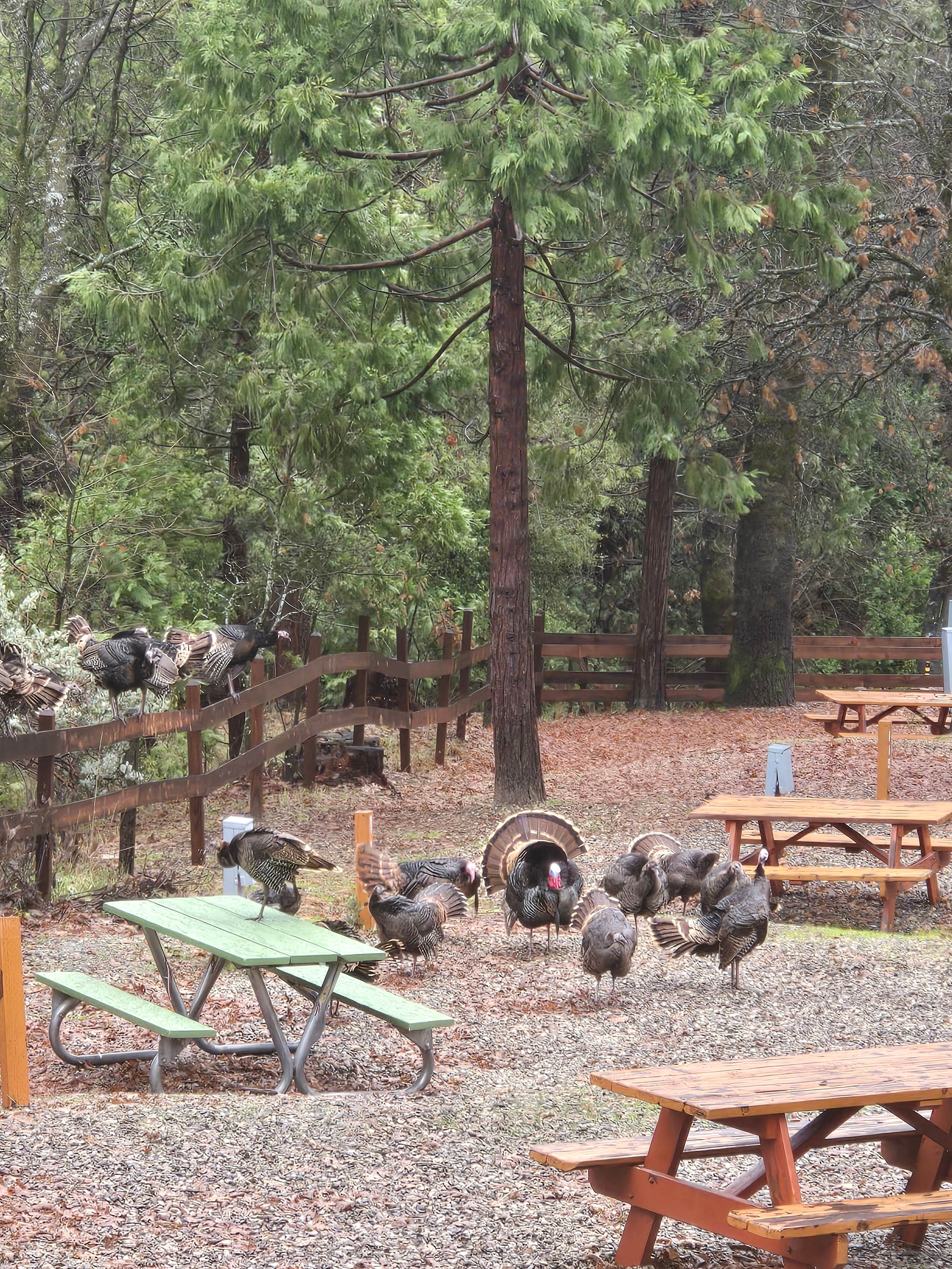 Camper-submitted photo at Bass Lake at Yosemite RV Resort near Lakeshore, CA