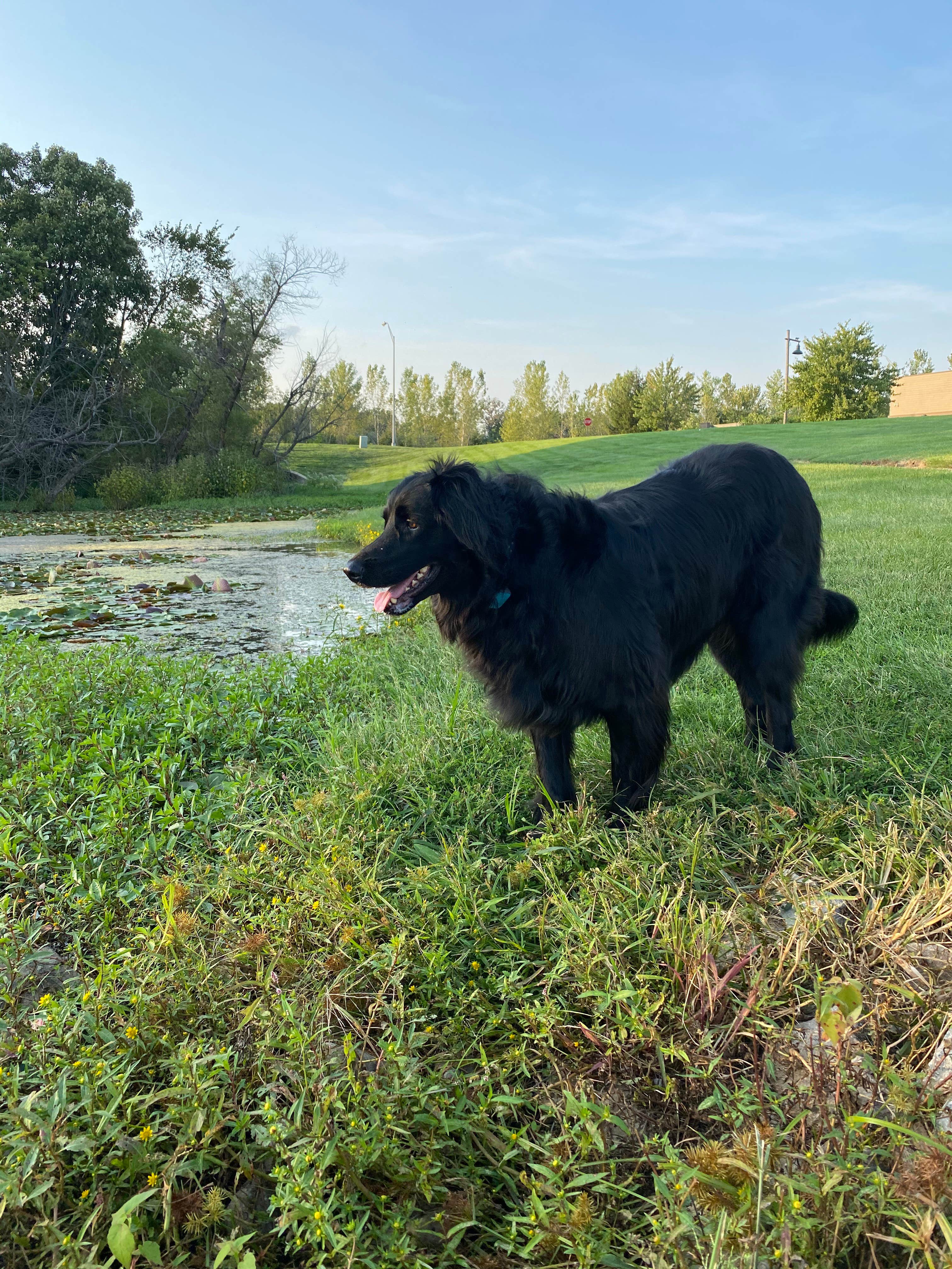 Kerri M.'s photo of camping with pets at Bass Pro Shops Columbia, MO near Mexico, MO