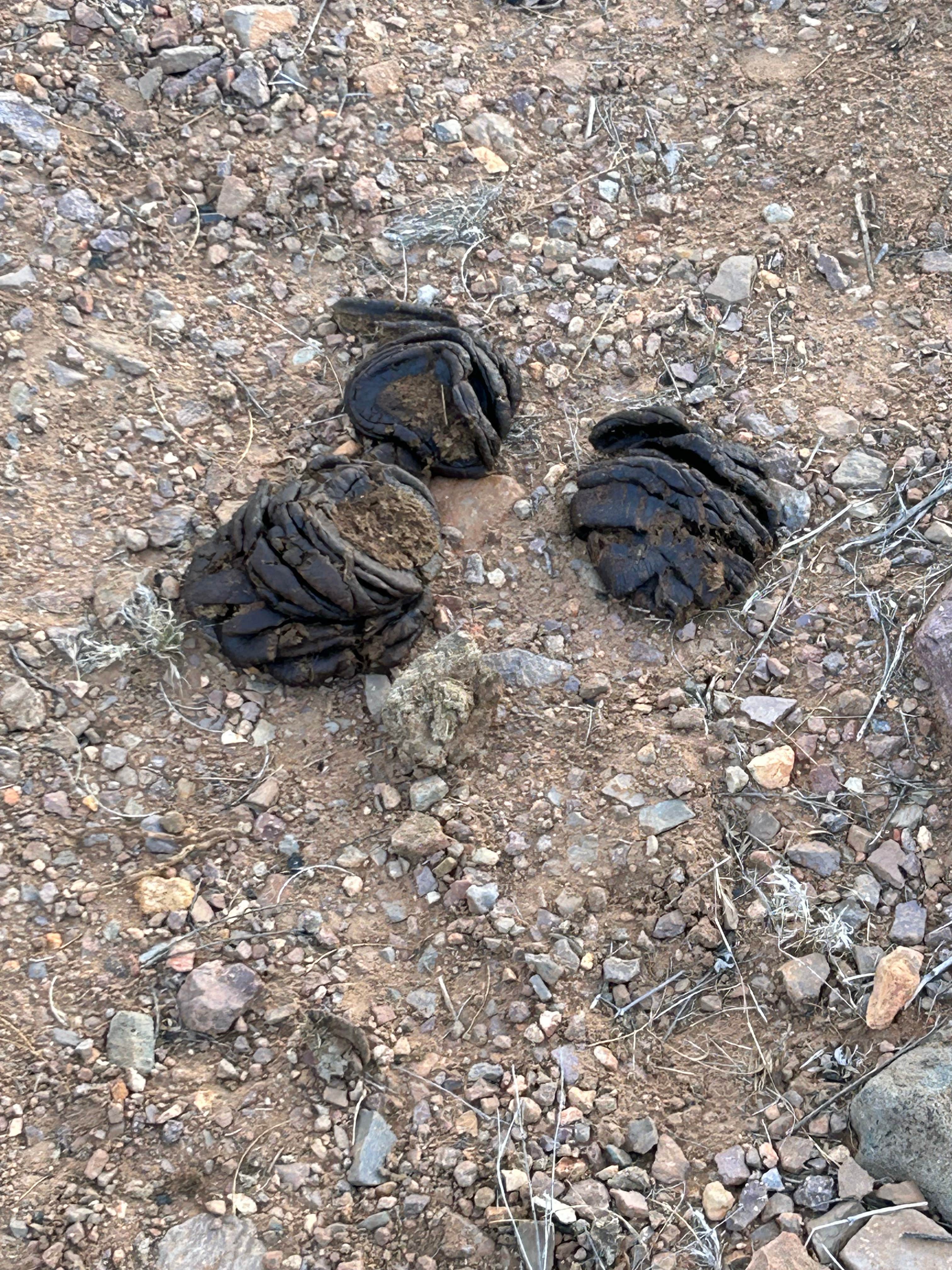 Camper-submitted photo at Baylor Canyon Rd Spur, BLM, Free near Doña Ana, NM