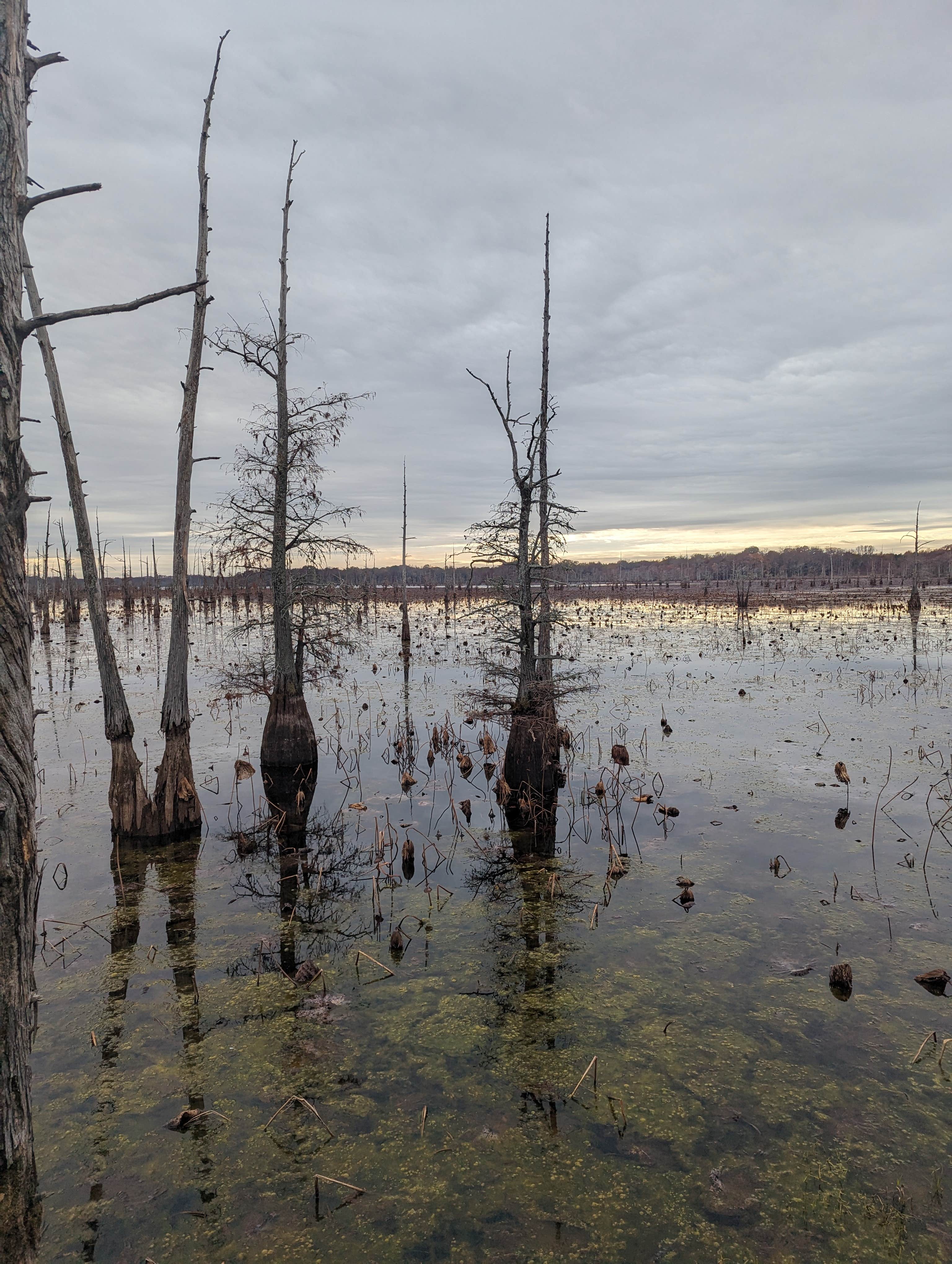 Camper-submitted photo at Bayou Boeuf RV Park near Pioneer, LA