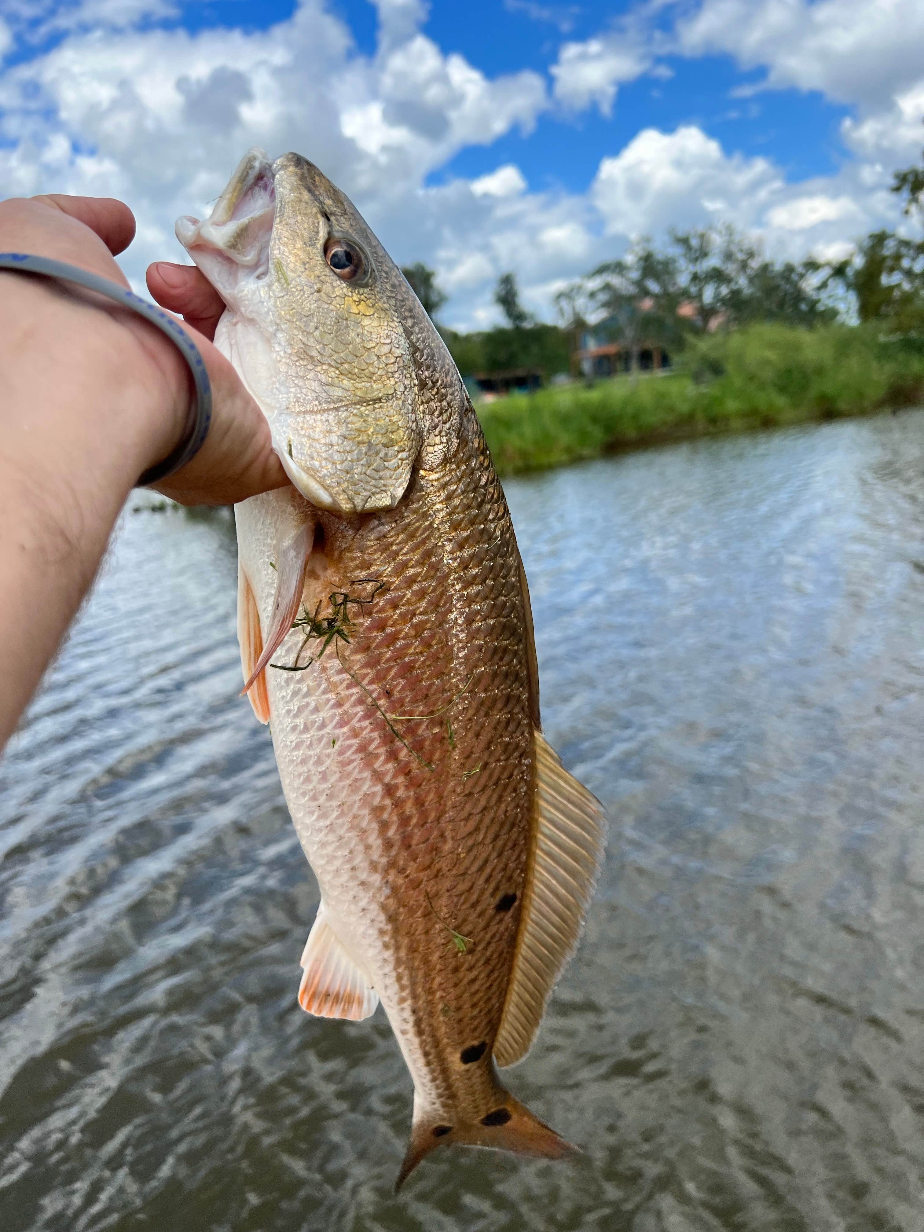 Camper submitted image from Bayou Marino Rv Park - 2